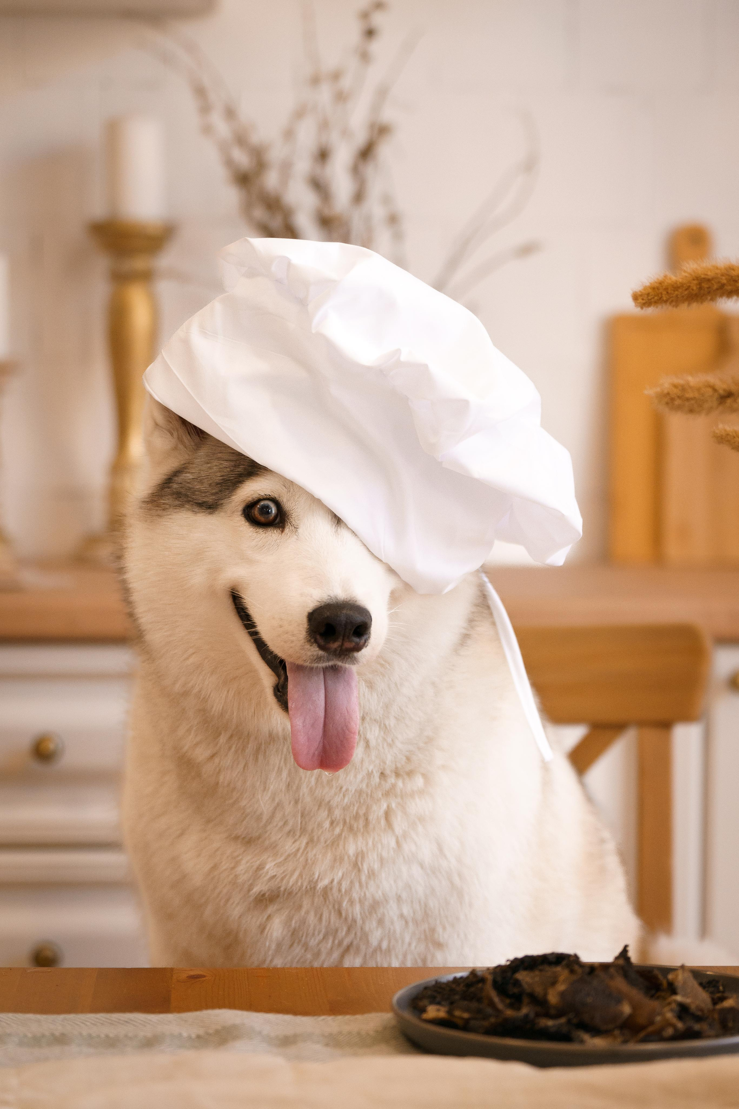 Лакомства для собак. Фотограф-анималист в Санкт-Петербурге