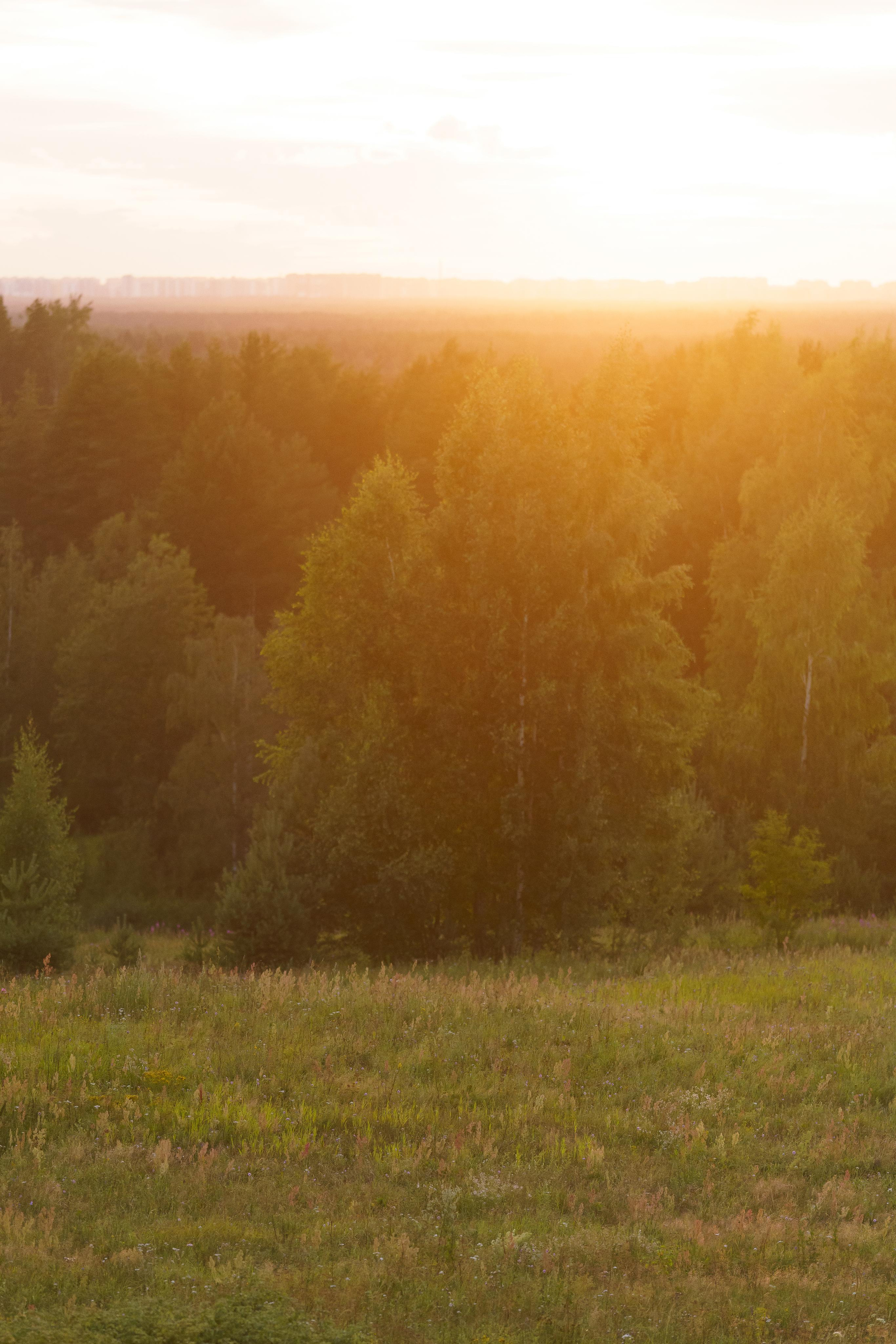 Сибирский хаски Альп. Фотограф-анималист в Санкт-Петербурге
