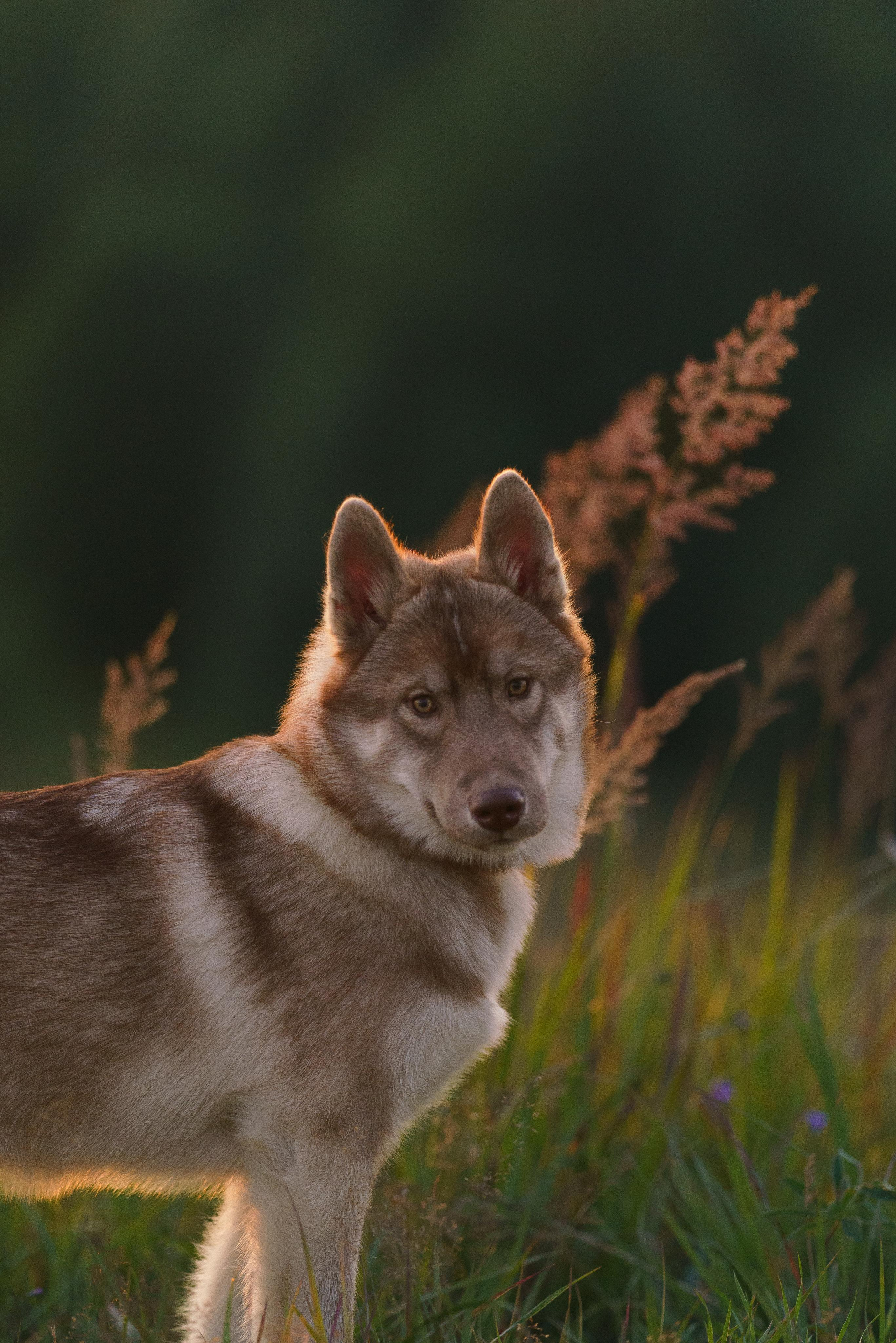 Сибирский хаски Альп. Фотограф-анималист в Санкт-Петербурге