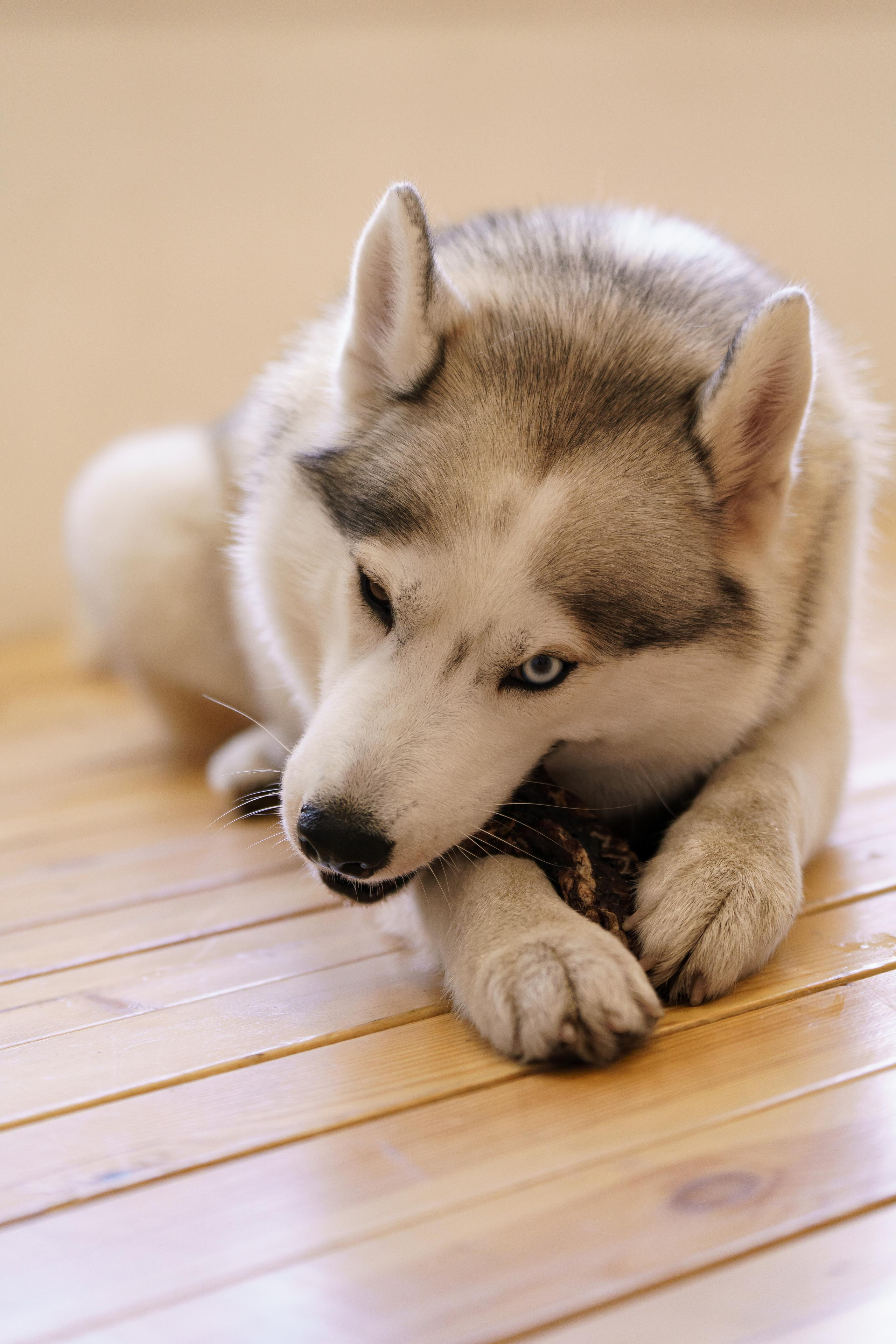 Лакомства для собак. Фотограф-анималист в Санкт-Петербурге