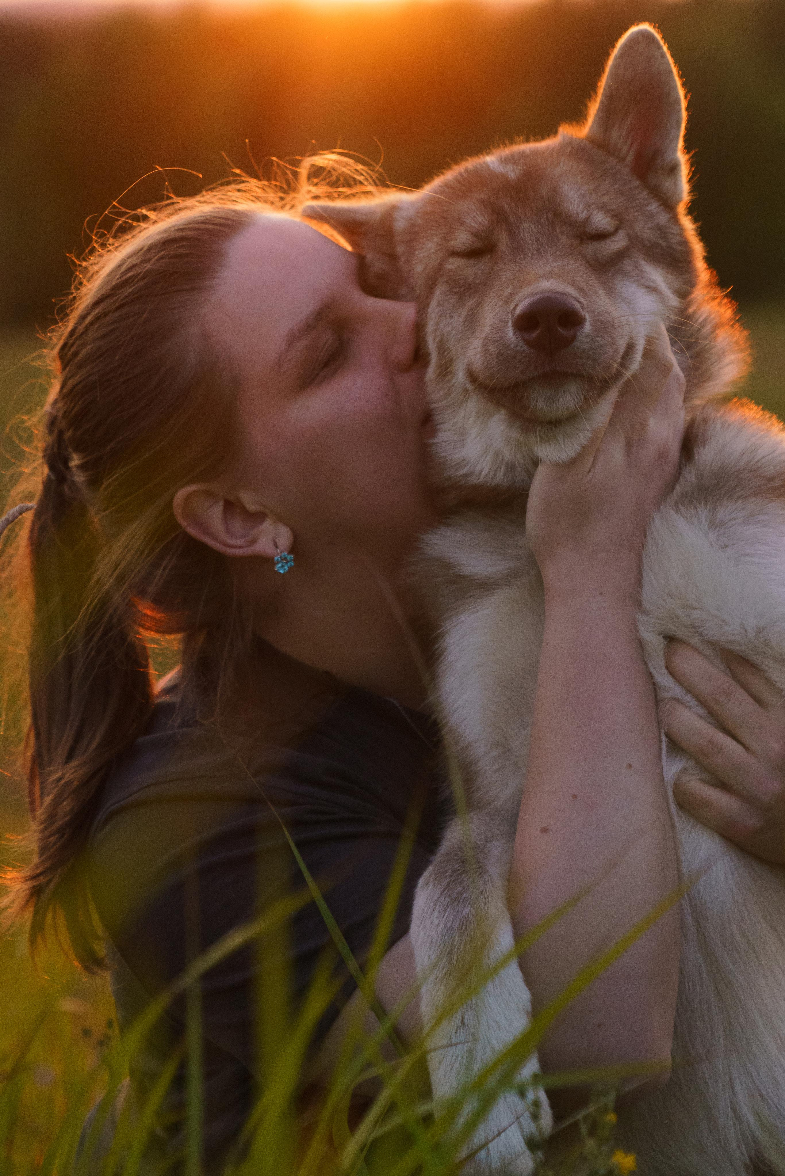 Сибирский хаски Альп. Фотограф-анималист в Санкт-Петербурге