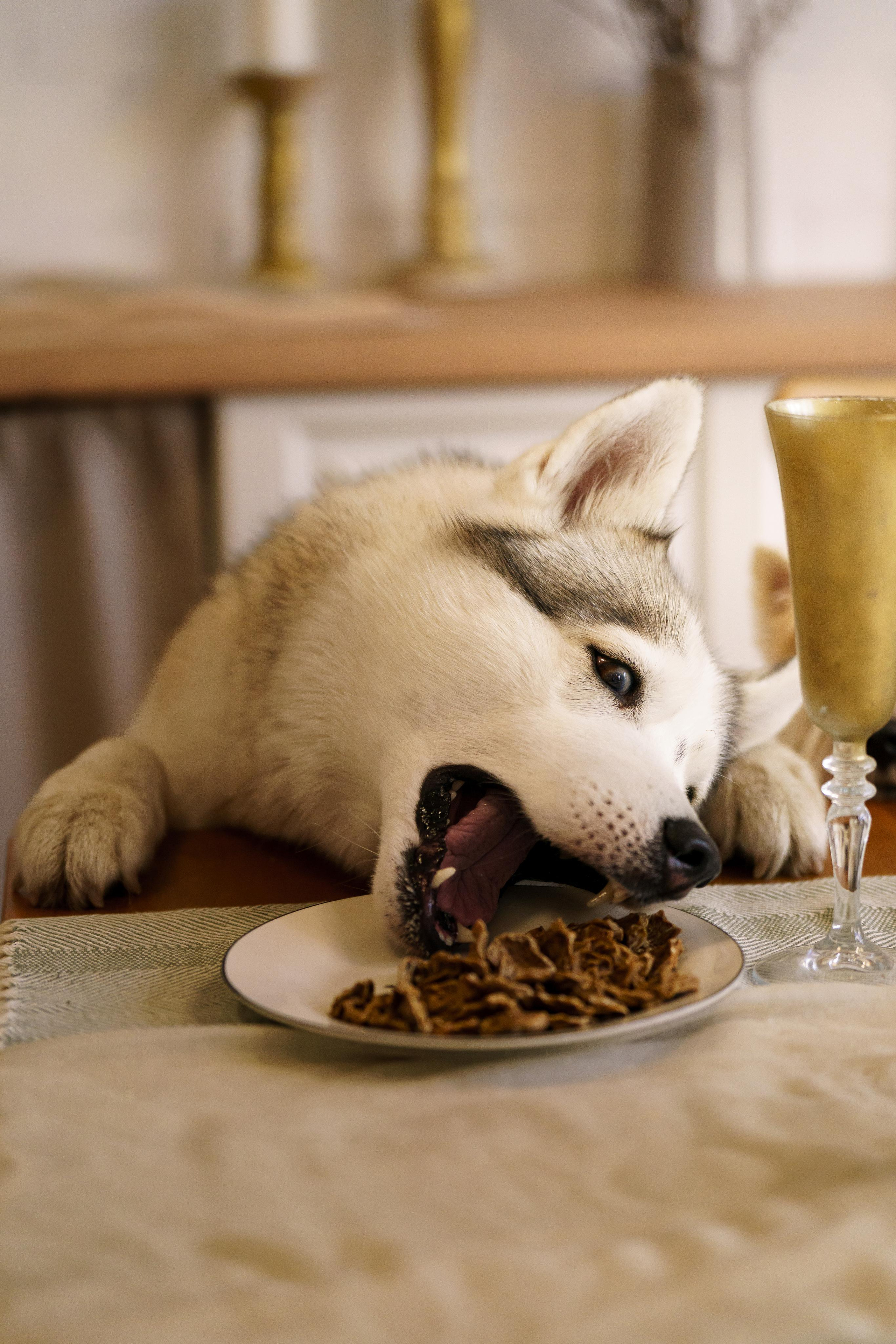 Лакомства для собак. Фотограф-анималист в Санкт-Петербурге