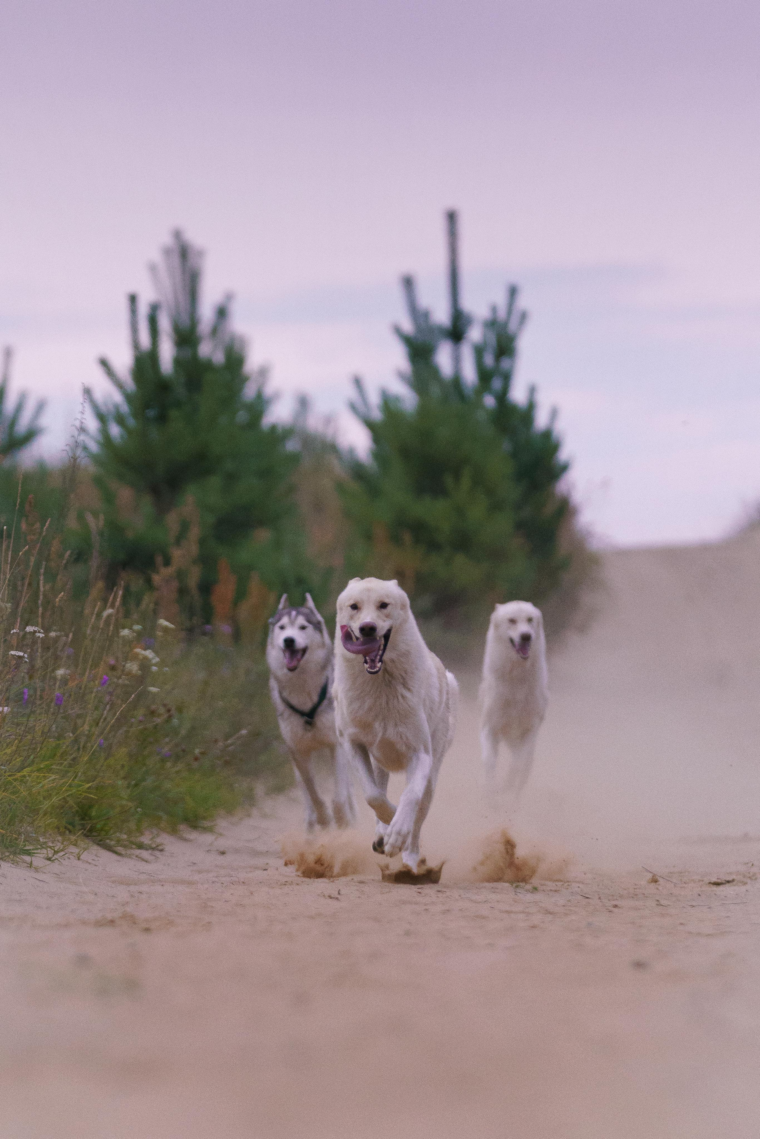 Клара и сибирские хаски. Фотограф-анималист в Санкт-Петербурге