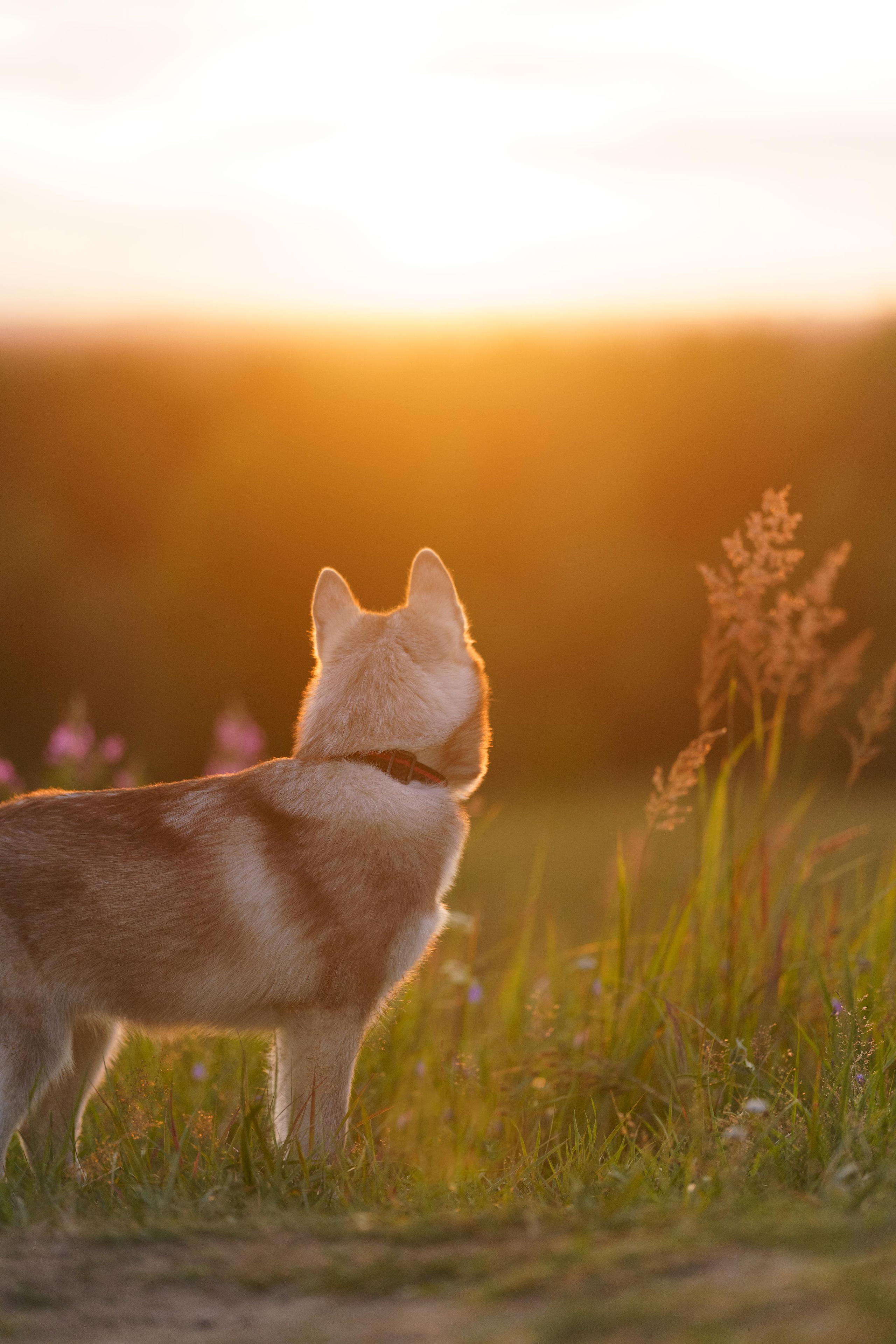Сибирский хаски Альп. Фотограф-анималист в Санкт-Петербурге
