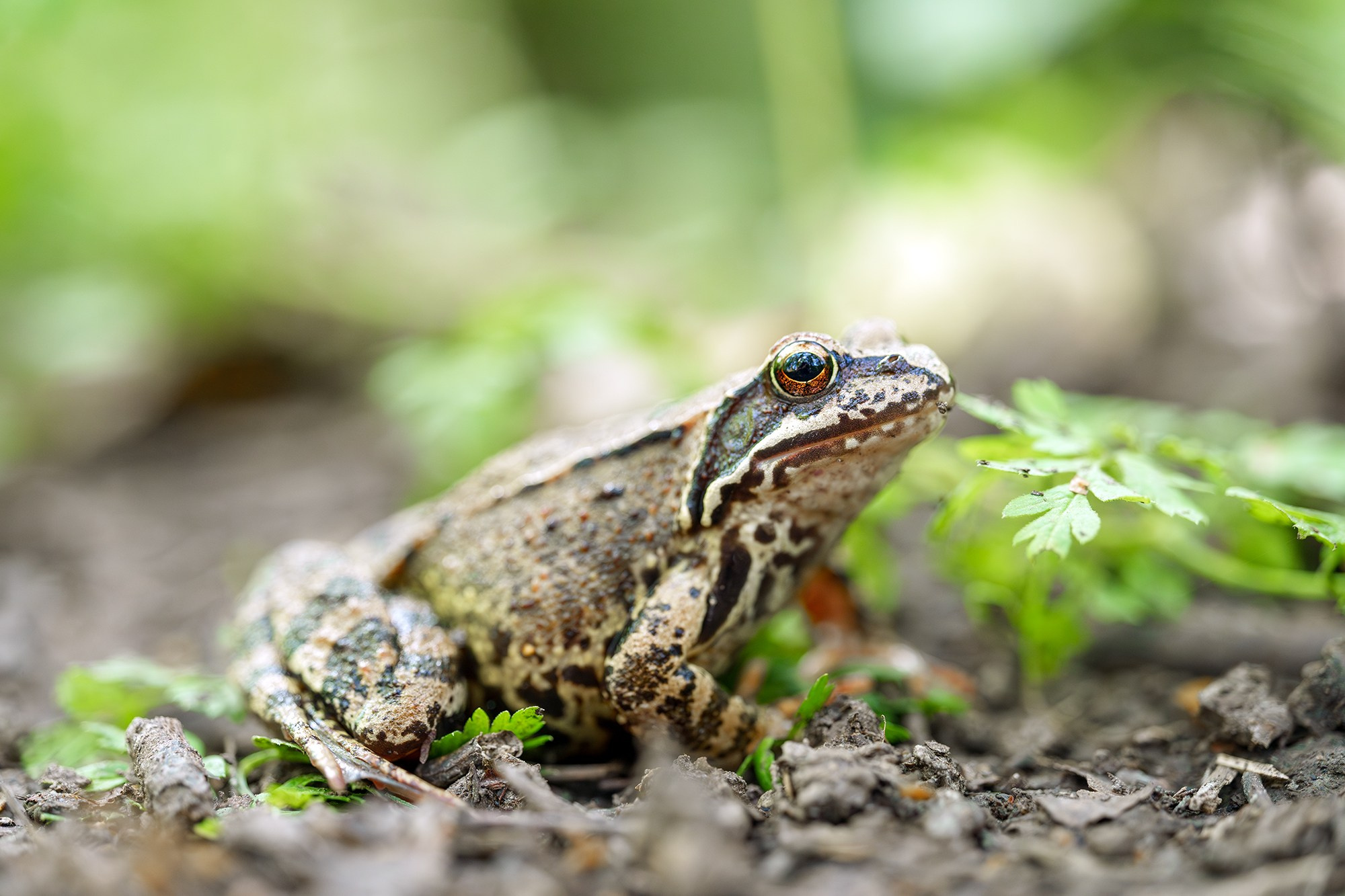 Животные. Ваш личный фотограф Марина Волкова