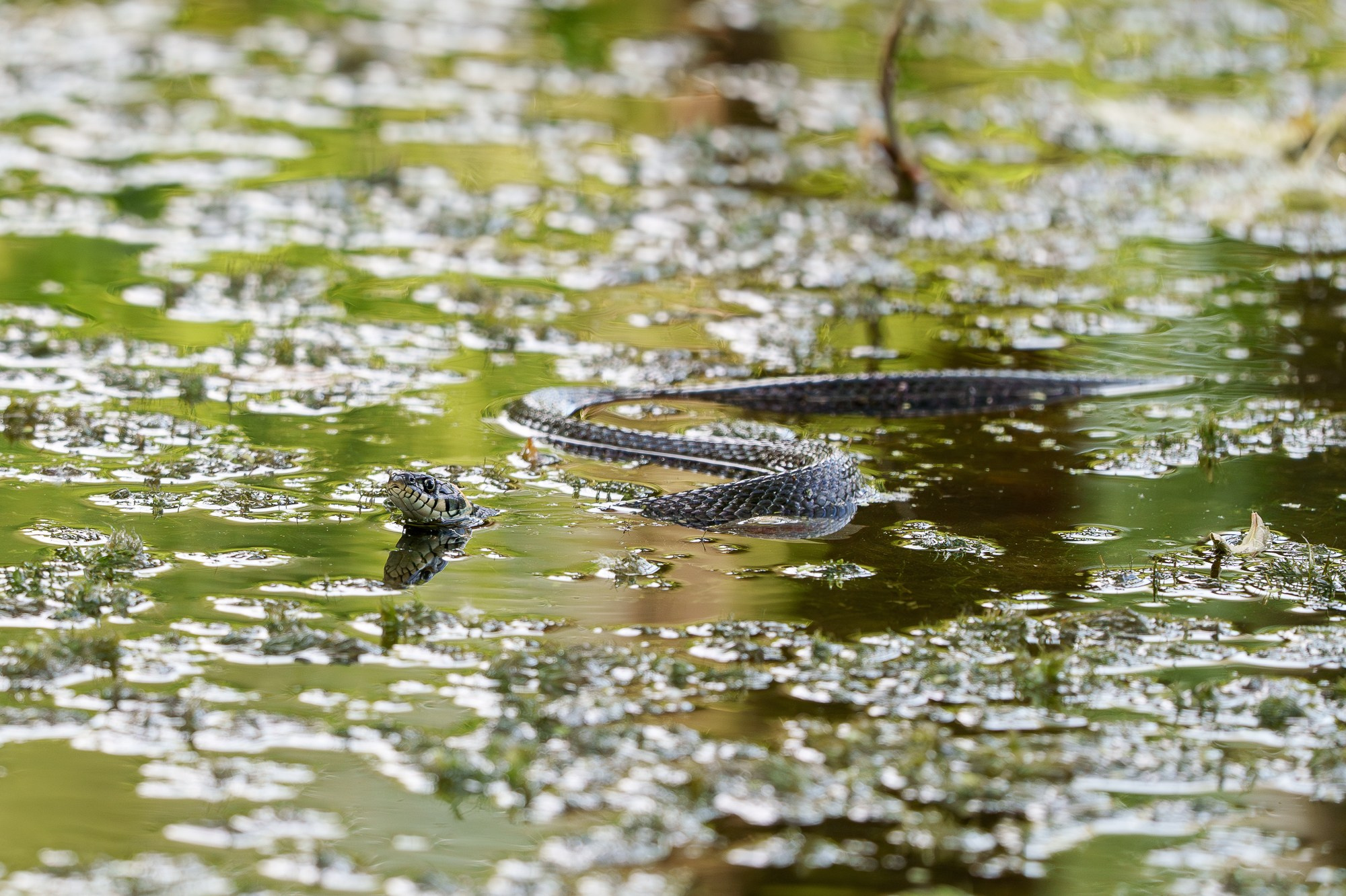 Животные. Ваш личный фотограф Марина Волкова