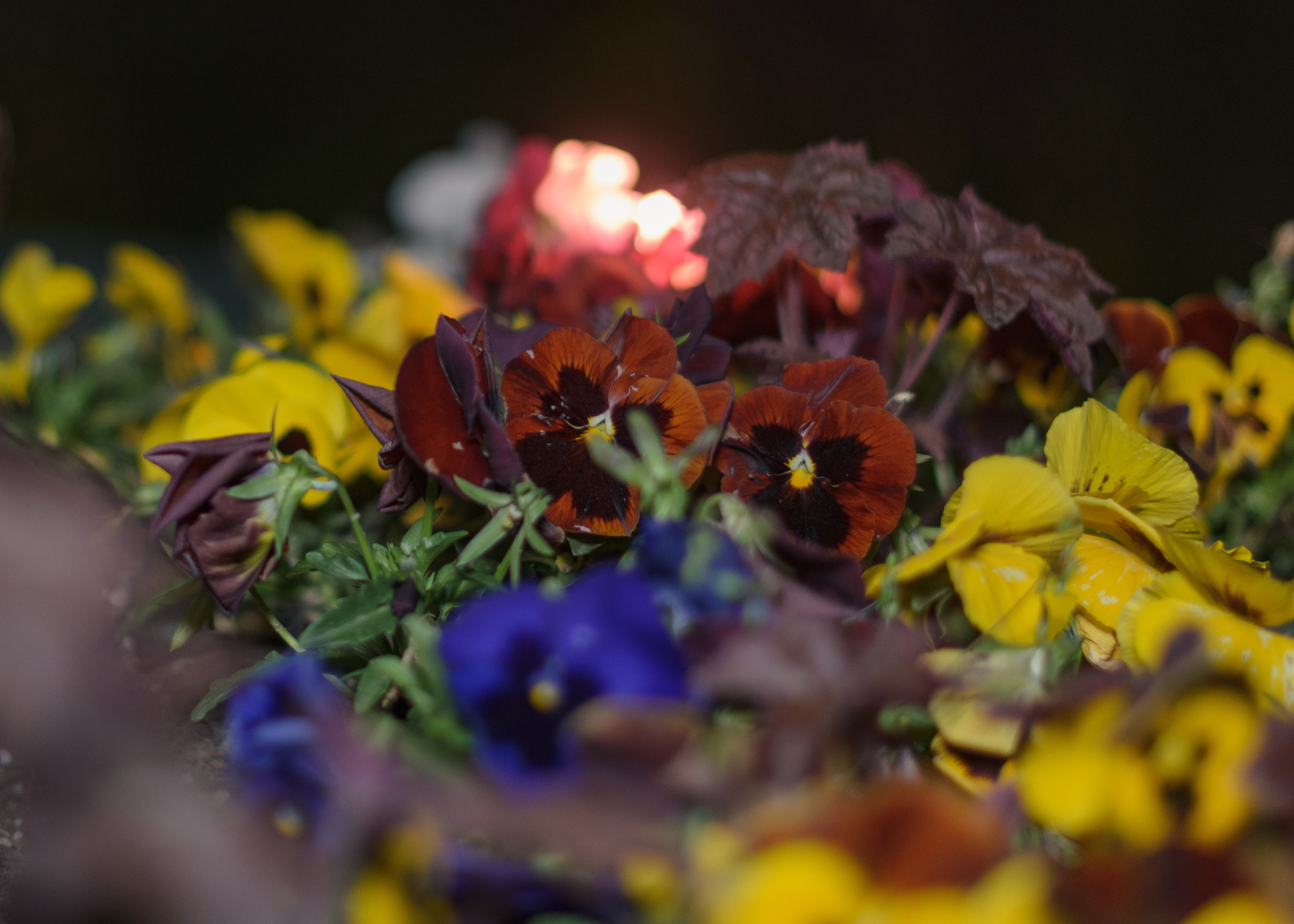 Краснодар. Фотосессия в парке Галицкого