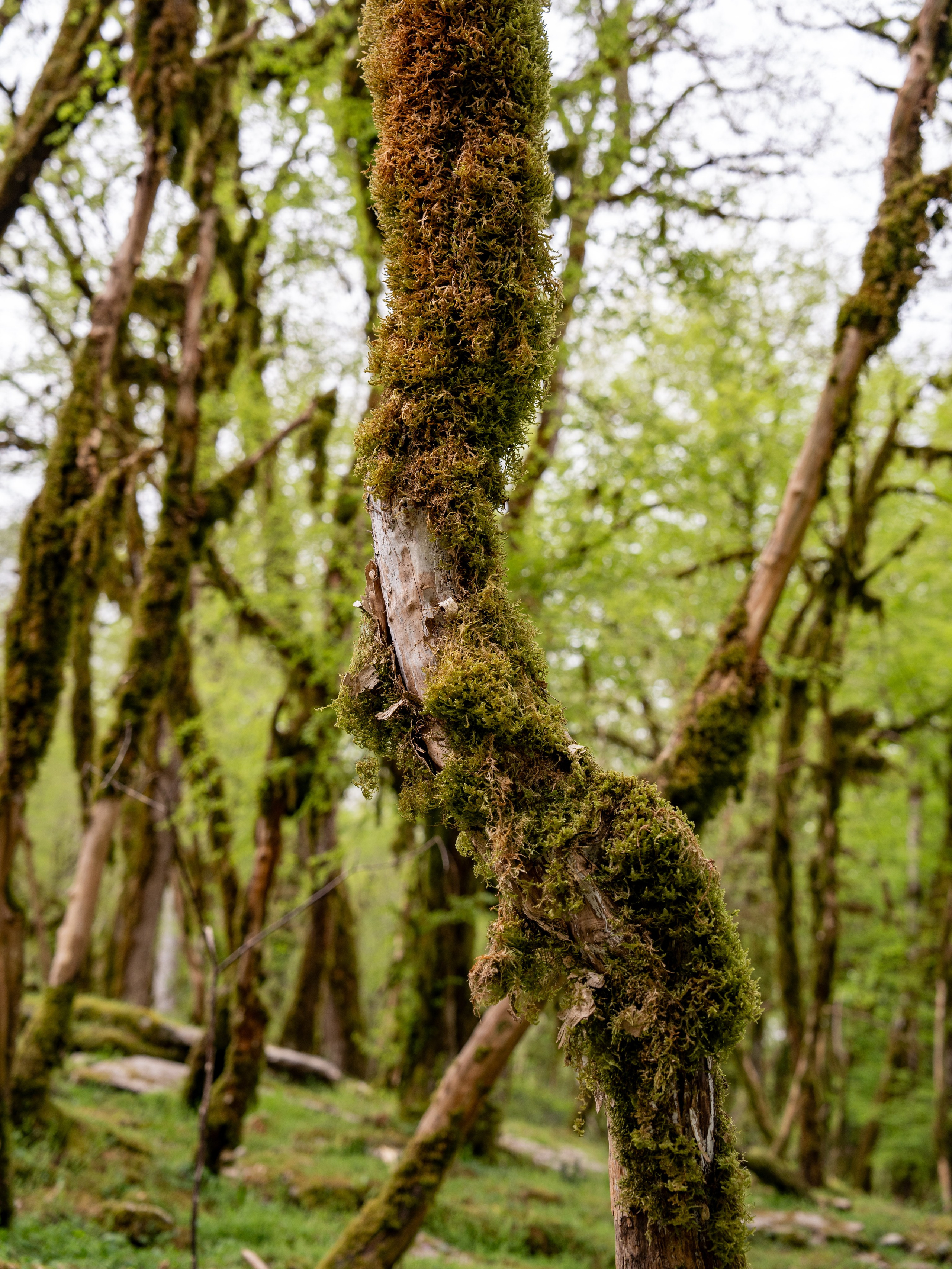 MICE мероприятие — джиппинг на каньон Псахо. Репортажный фотограф в Красной Поляне и Сочи Павлюченко Екатерина