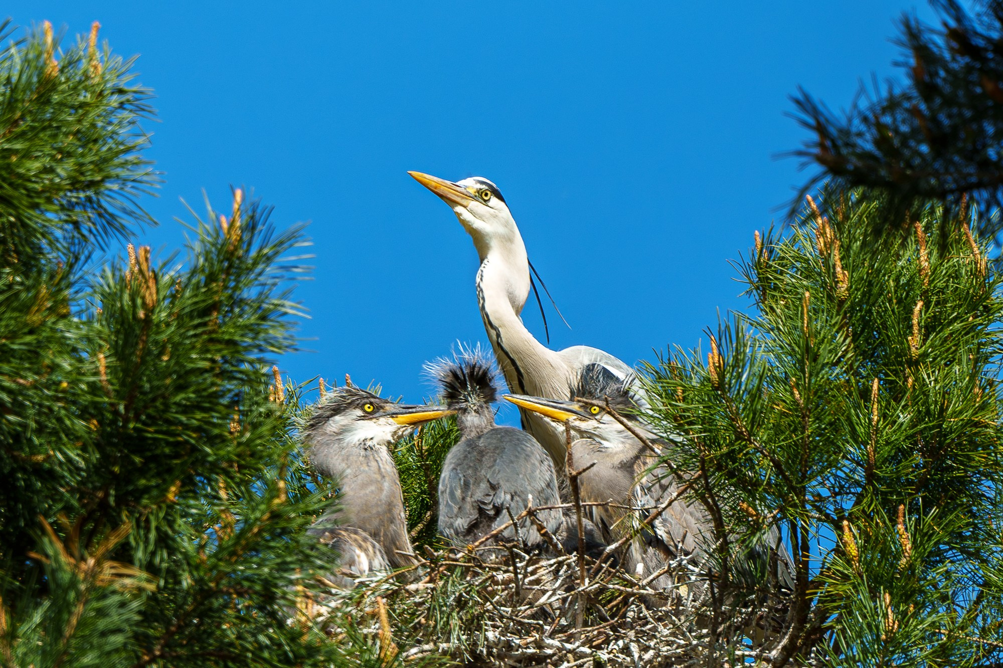 Удивительные мир птиц. Вокруг нас столько прекрасного — присмотритесь!. Ваш личный фотограф Марина Волкова