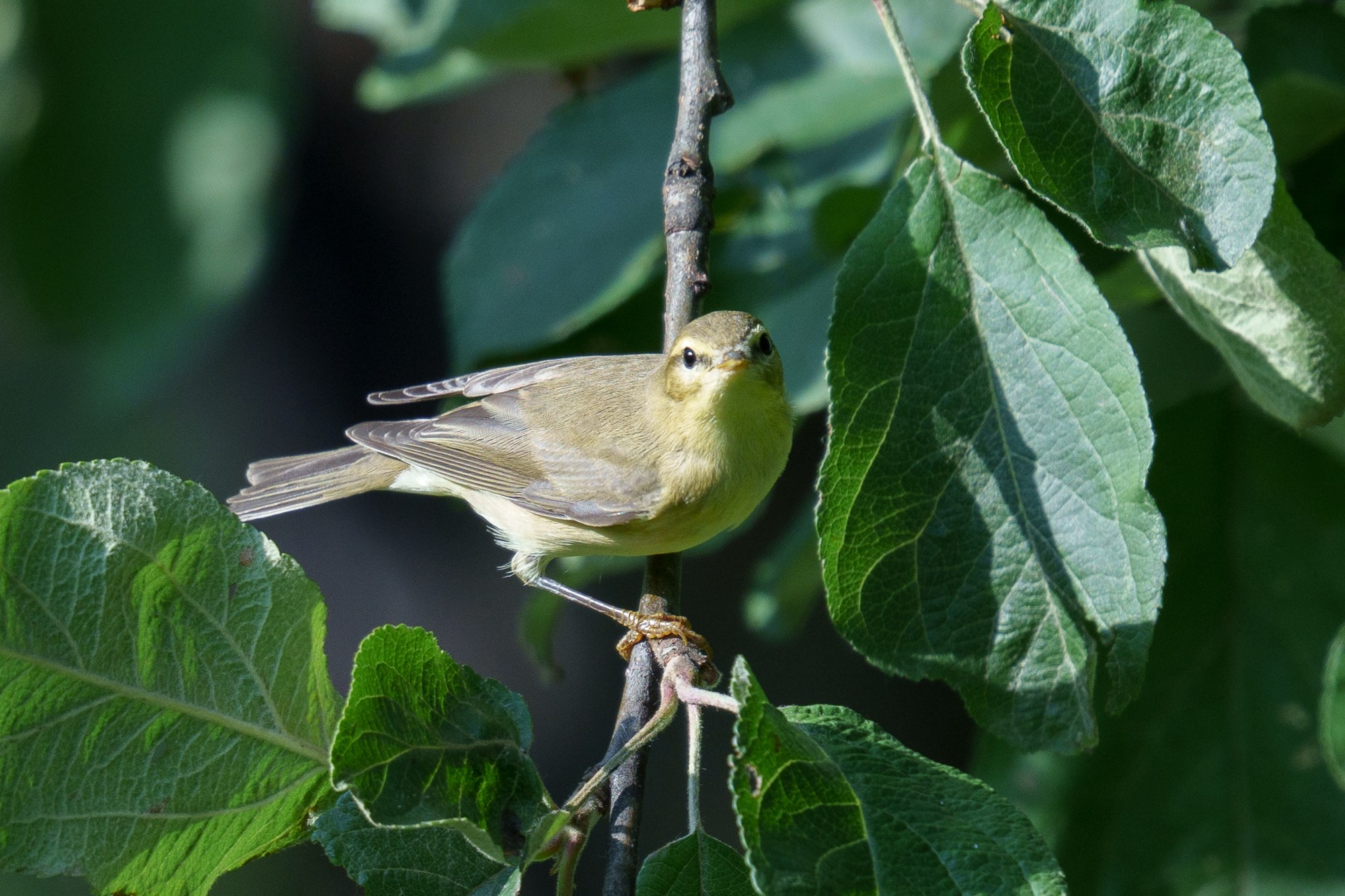 Удивительные мир птиц. Вокруг нас столько прекрасного — присмотритесь!. Ваш личный фотограф Марина Волкова