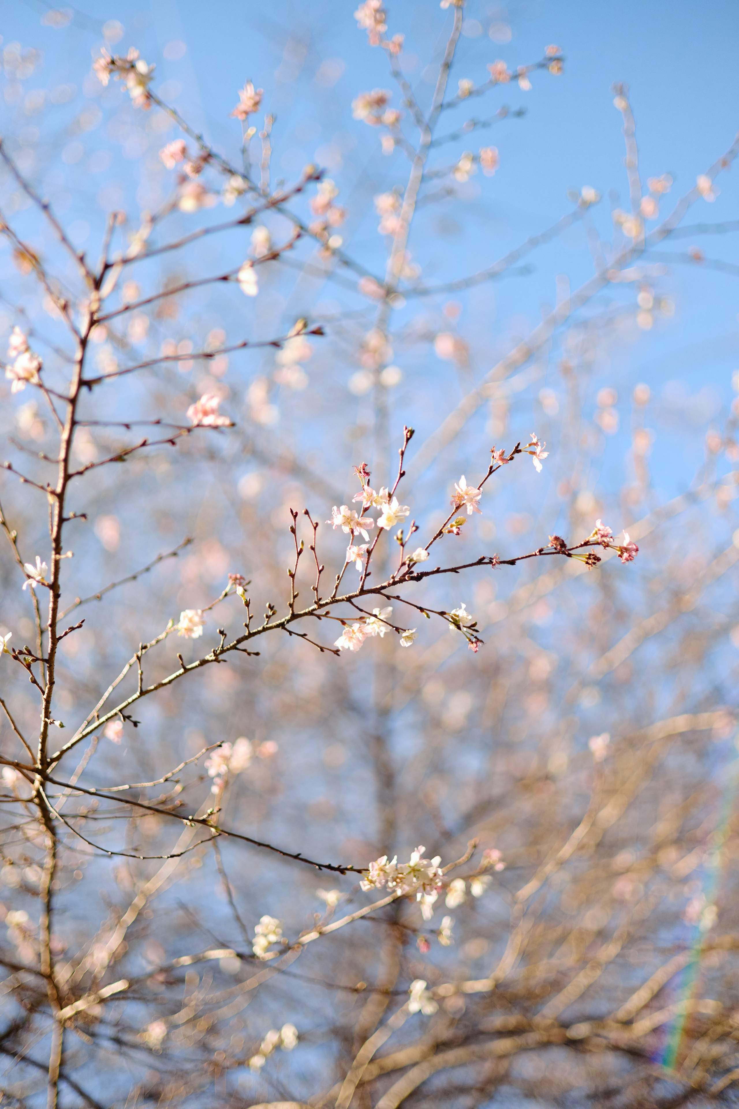 Япония. Профессиональный Фотограф во Владимире, в Москве и в Суздале — Полина Романычева
