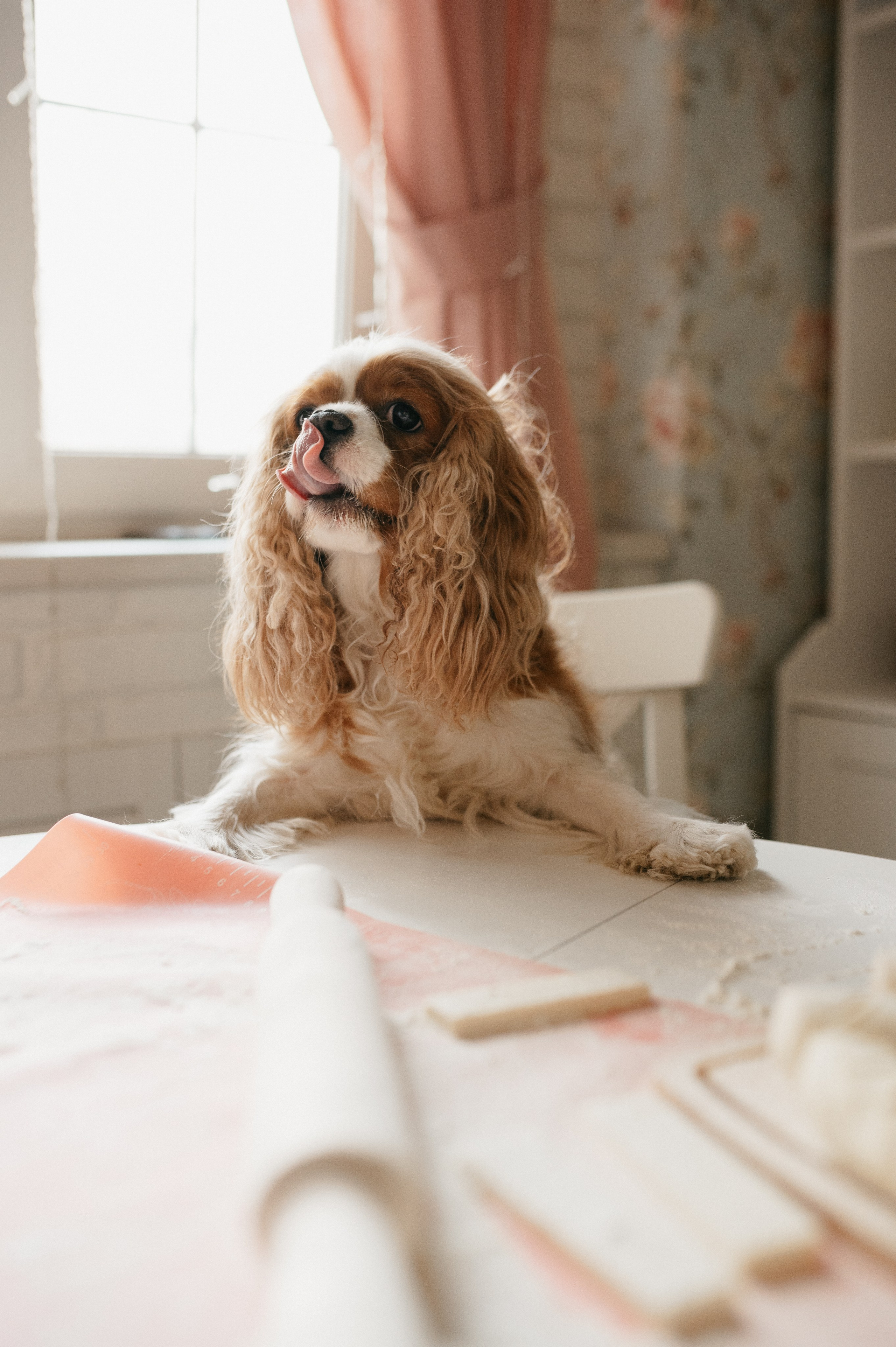 Даша, Диана, Дебби и маленькая крыска. Фотограф анималист в Москве Ольга Агушева