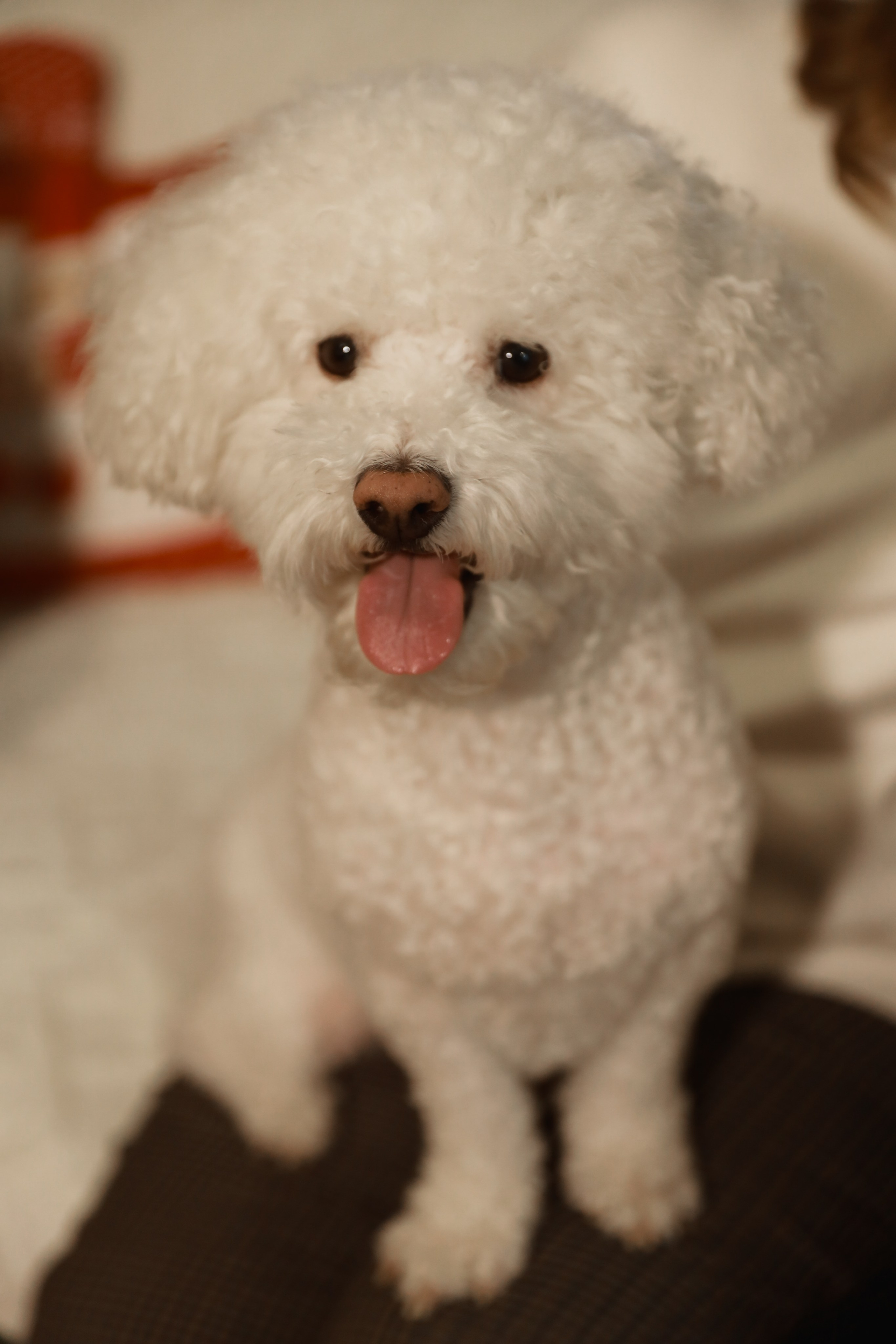 Под Новый год. Семейный и свадебный фотограф Лилия Матонина | Ангарск, Иркутск, Усолье-Сибирское, Байкал (Листвянка, Ольхон), Иркутская область