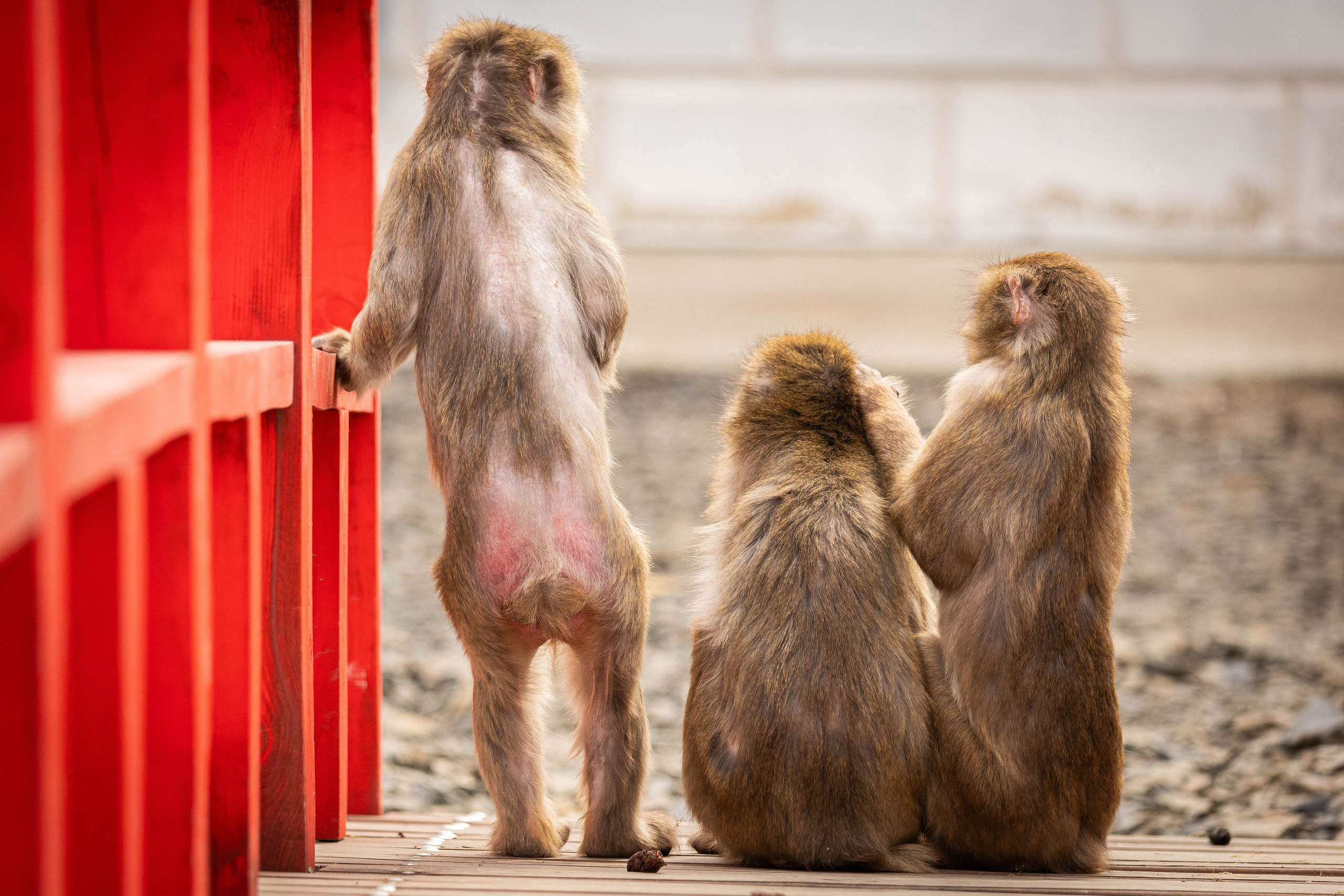 Парк Малинки 2026. Фотограф-АниМалист Анна Абрамова