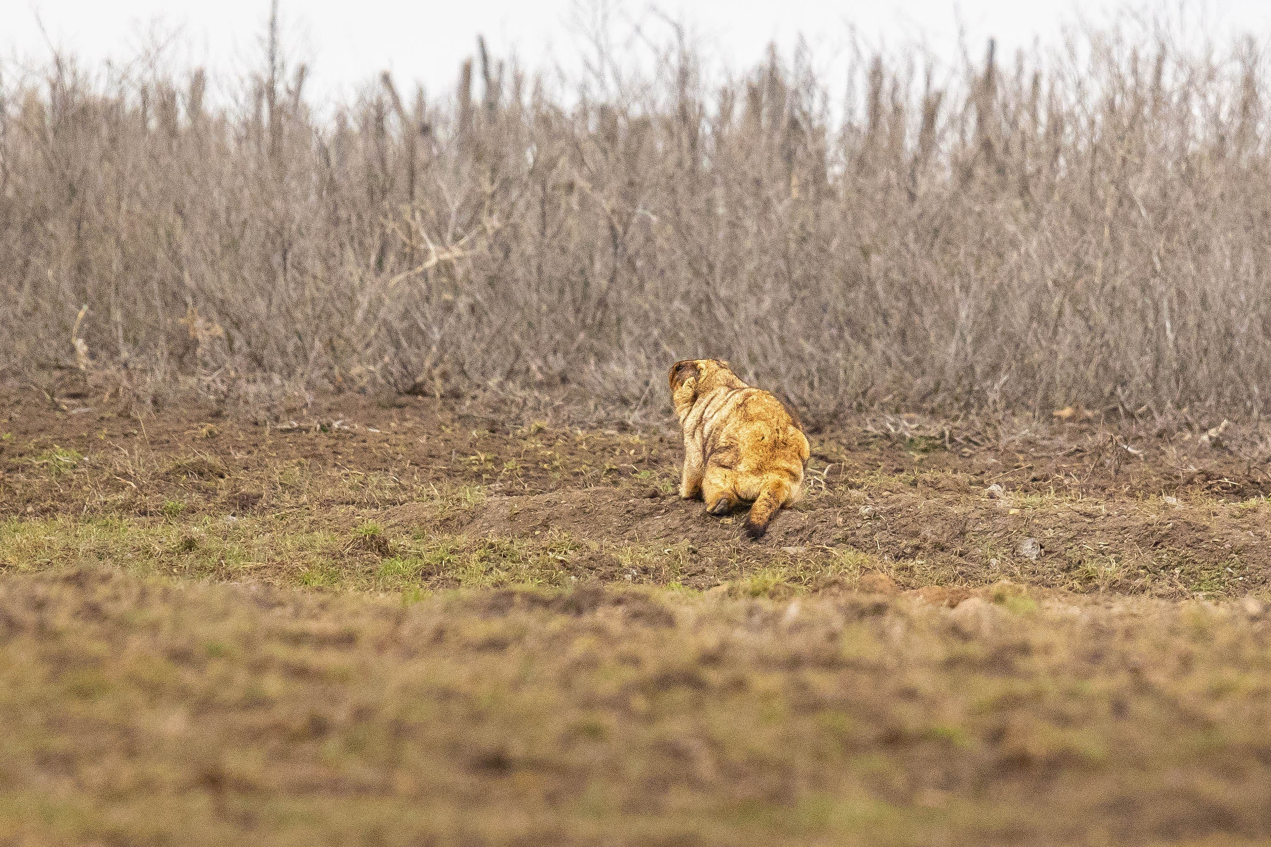 Дикий животный мир. Фотограф-АниМалист Анна Абрамова
