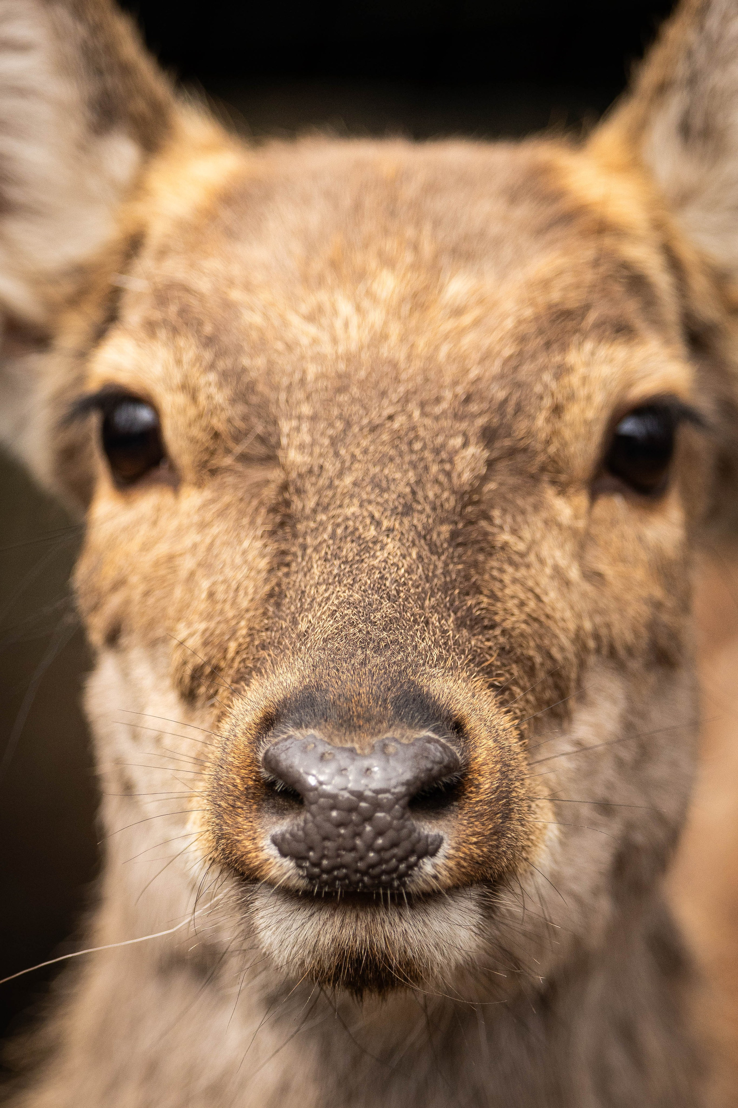 Парк Малинки 2026. Фотограф-АниМалист Анна Абрамова