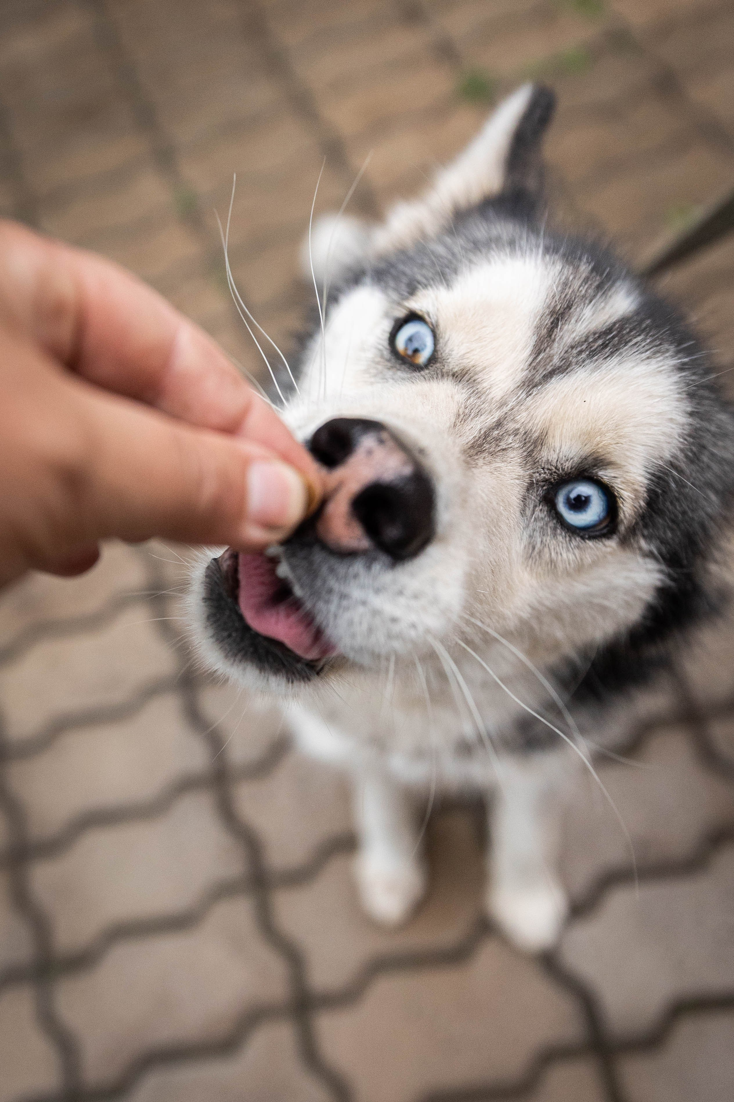 ВЕСТА И ЛЕРА. Фотограф-АниМалист Анна Абрамова