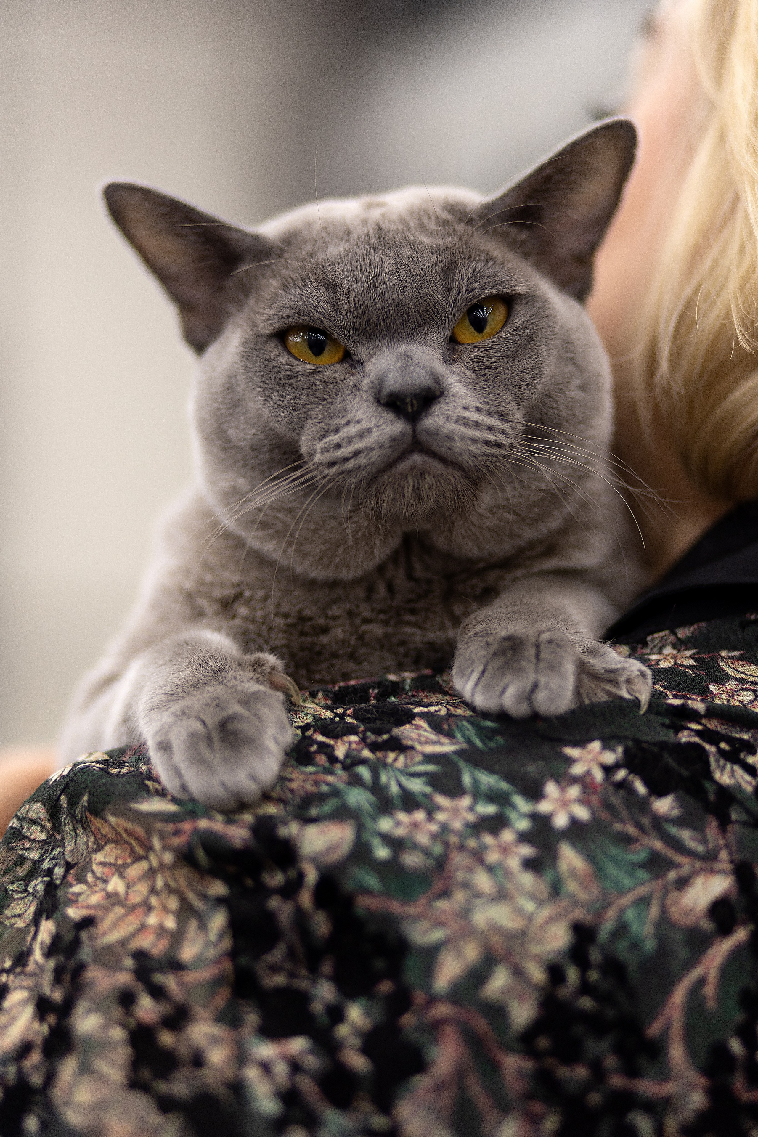 Анималистика