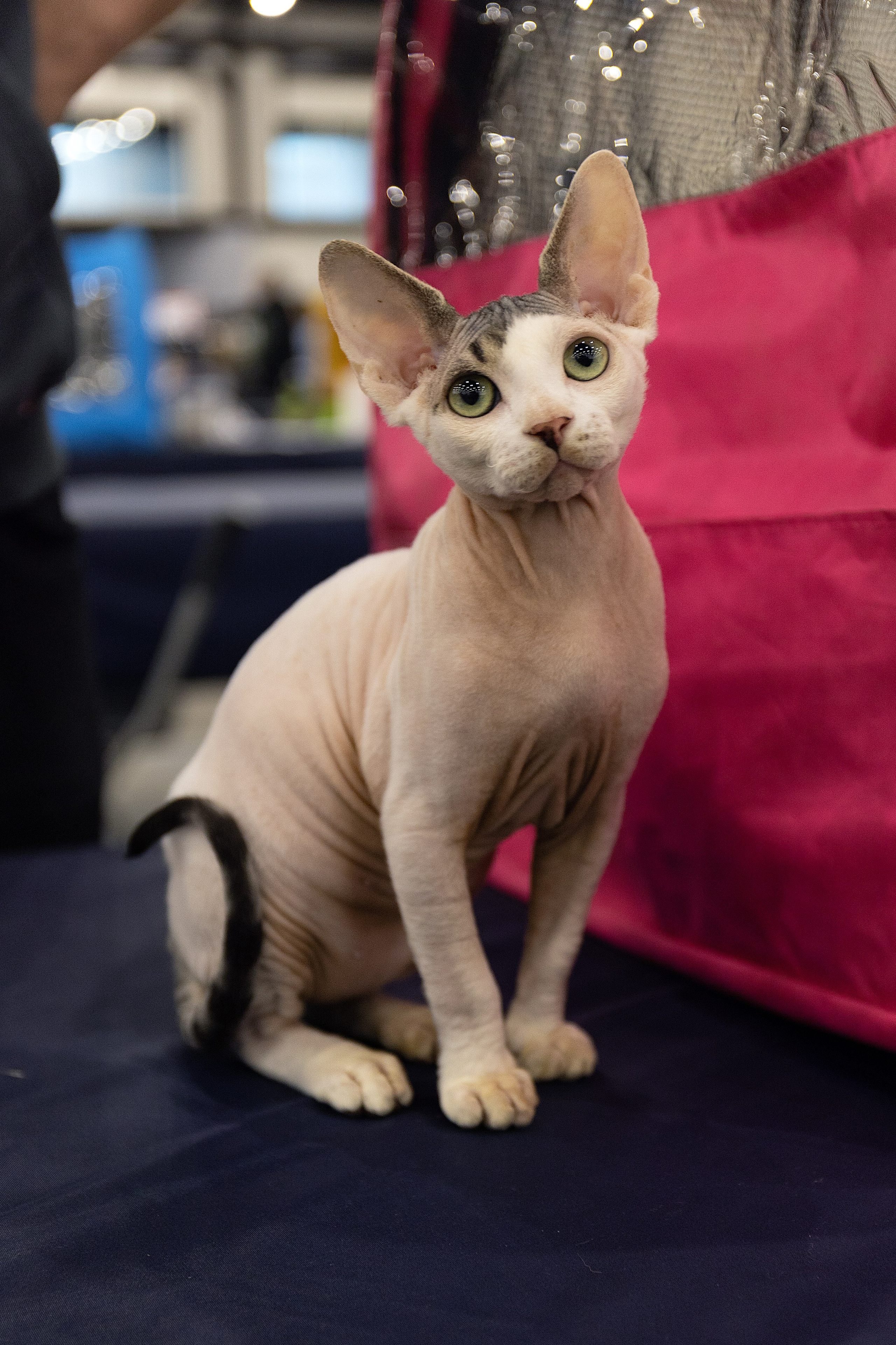 Анималистика