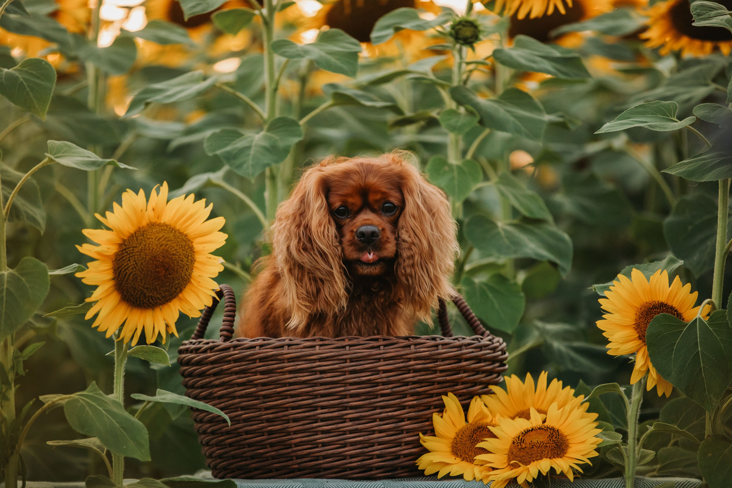 Фотограф-анималист в Москве и Московской области Татьяна Фролова