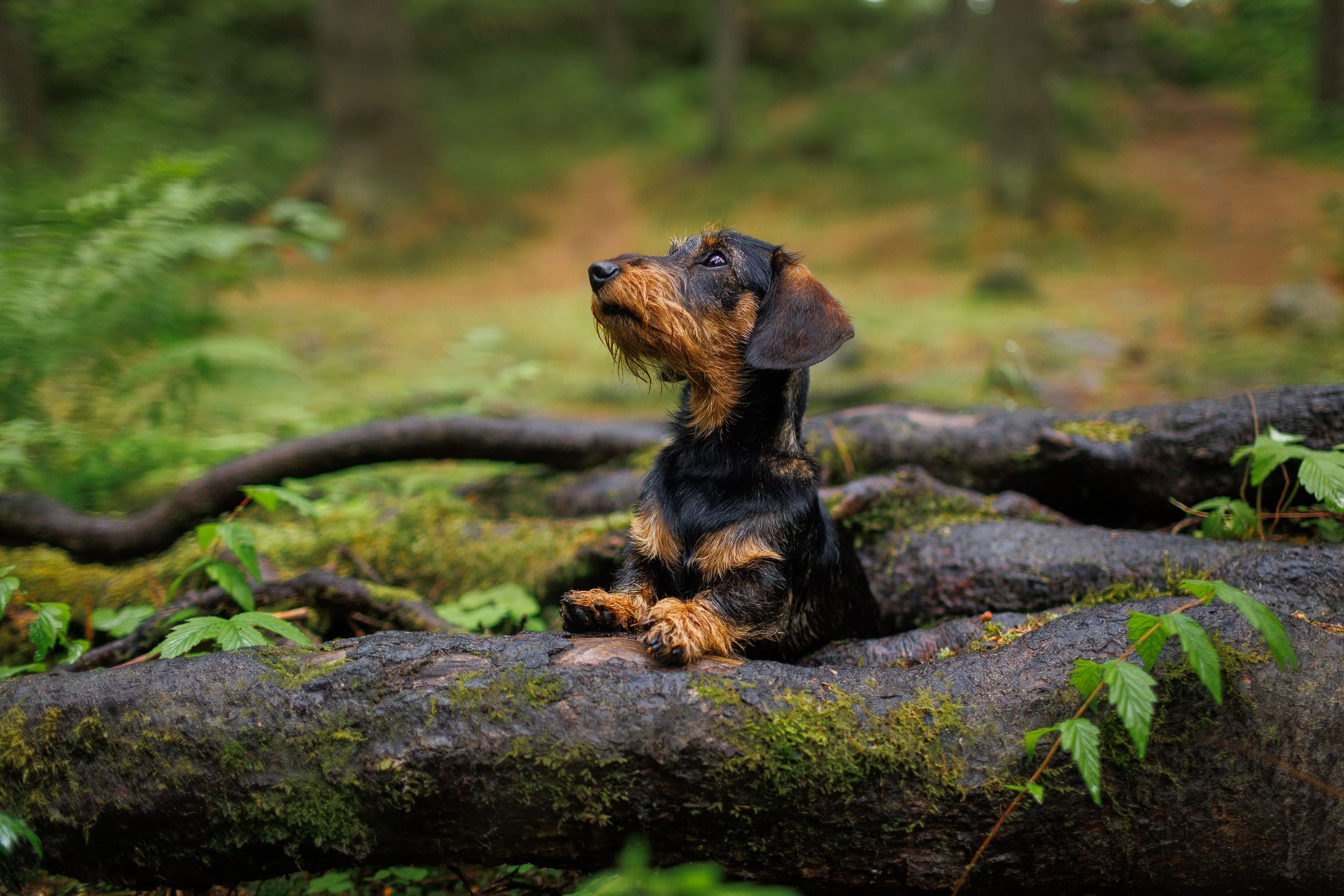 Фотограф-анималист в Москве и Московской области Татьяна Фролова