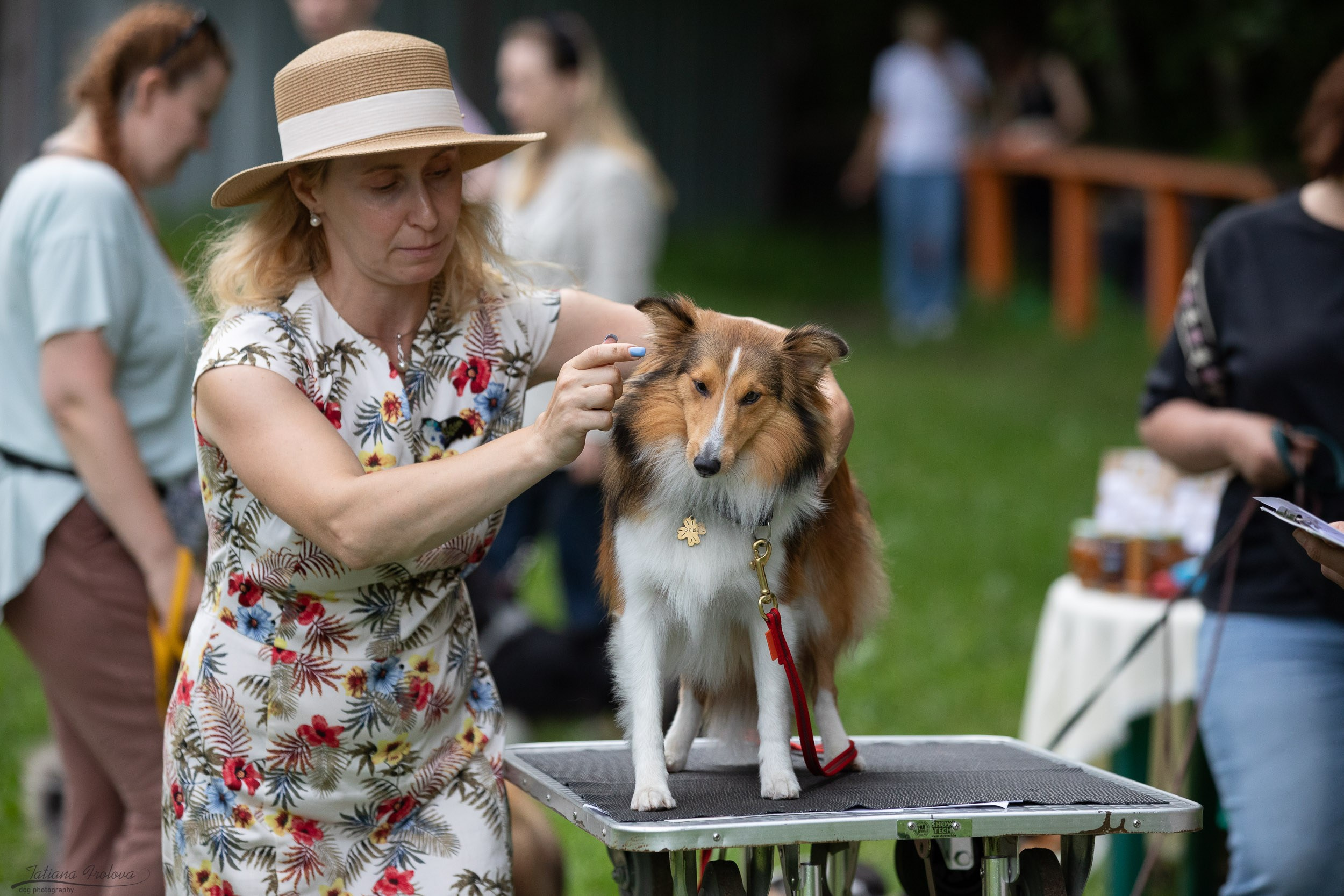 Репортаж с выводки молодняка колли/шелти в Ясенево. Фотограф-анималист в Москве и Московской области Татьяна Фролова