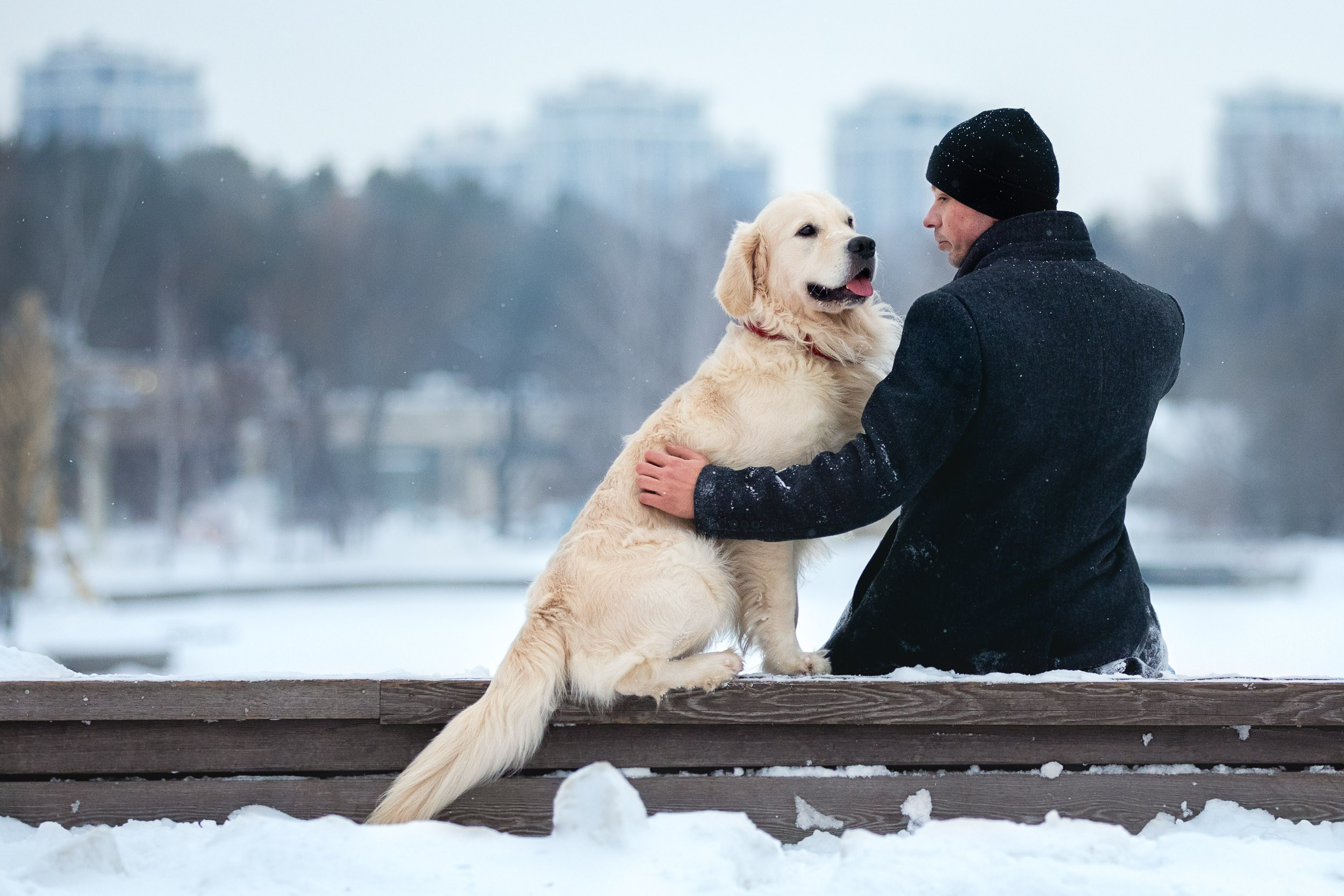 Фотосессия хозяина и ретривера. Фотограф-анималист в Москве и Московской области Татьяна Фролова