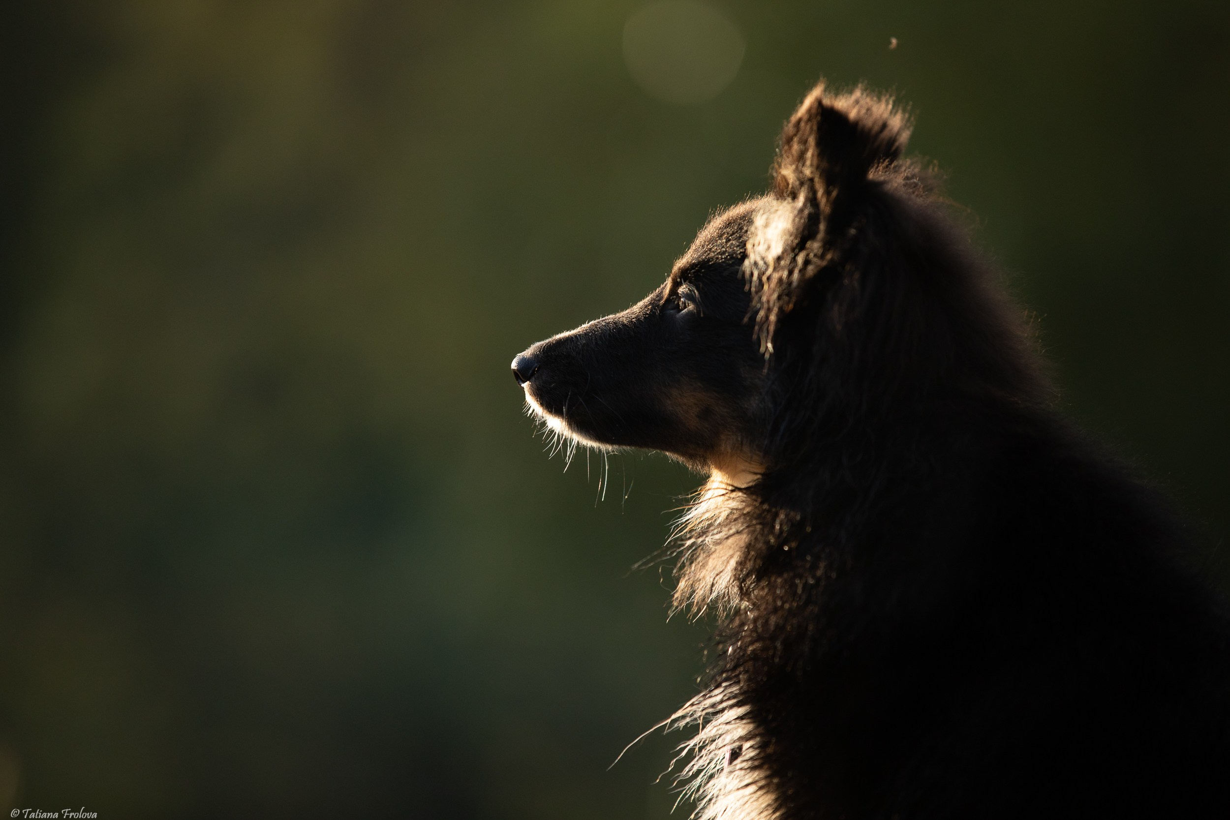 Утренняя фотопрогулка с двумя собаками по Москве. Фотограф-анималист в Москве и Московской области Татьяна Фролова