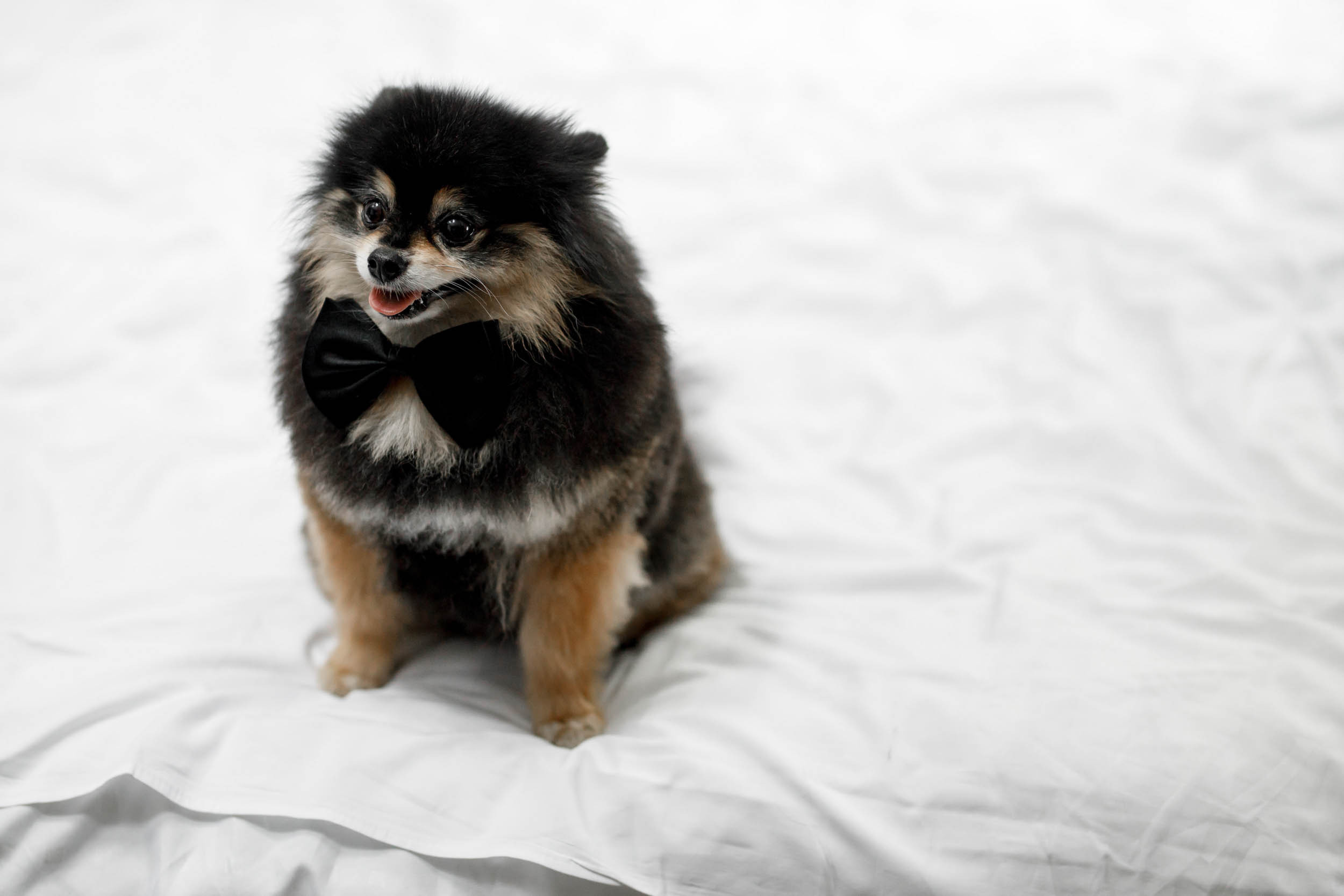 Притяжение любви. Яша и Катя 13 июня 2019. Свадебный организатор в Ростове-на-Дону Яснов Роман