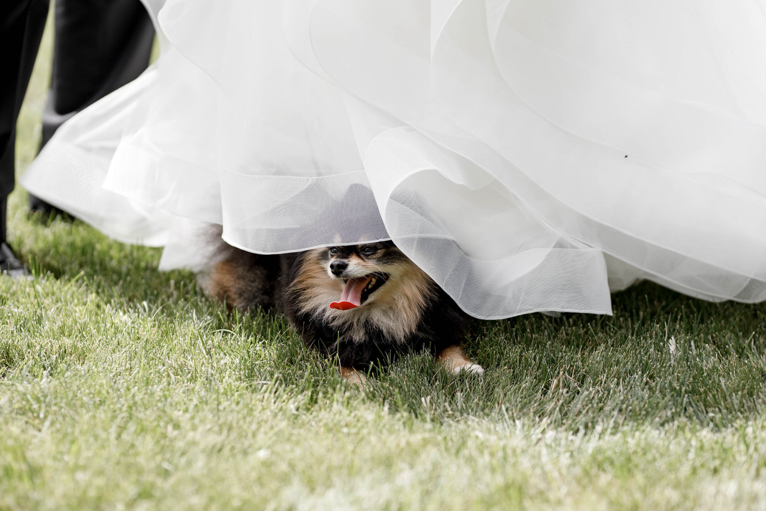 Притяжение любви. Яша и Катя 13 июня 2019. Свадебный организатор в Ростове-на-Дону Яснов Роман