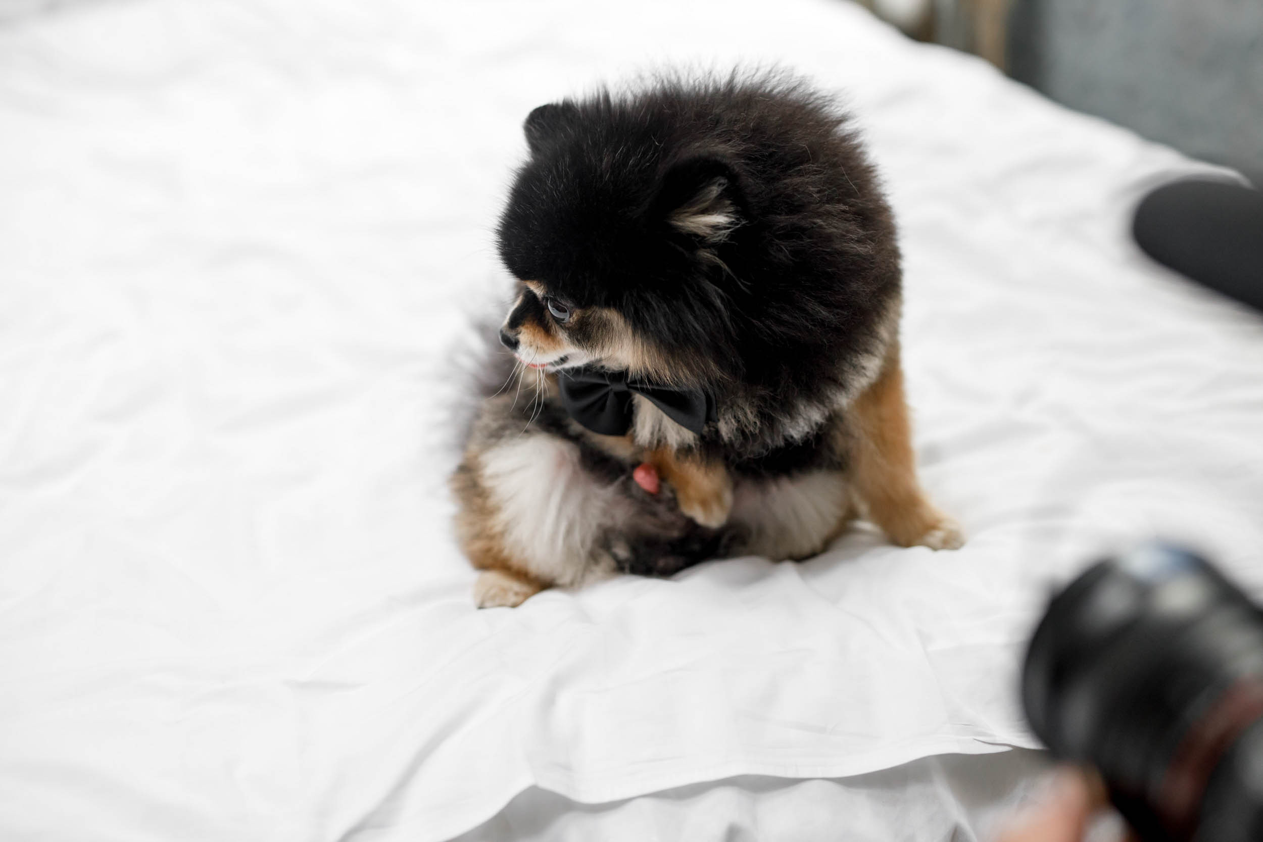 Притяжение любви. Яша и Катя 13 июня 2019. Свадебный организатор в Ростове-на-Дону Яснов Роман