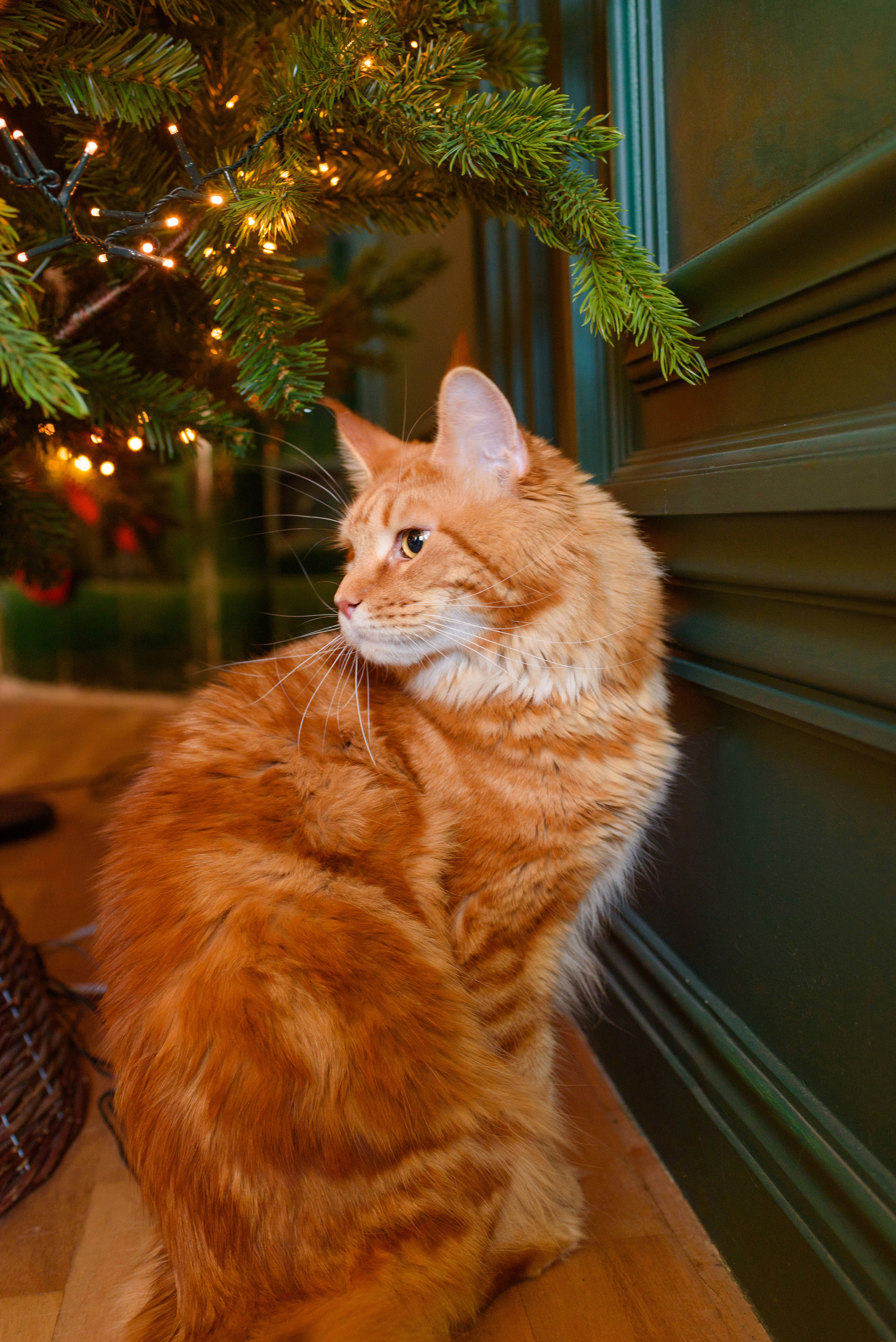 New Year с мейнкуном. Фотограф, ретушёр, графический дизайнер в Петербурге Адрианова Настя