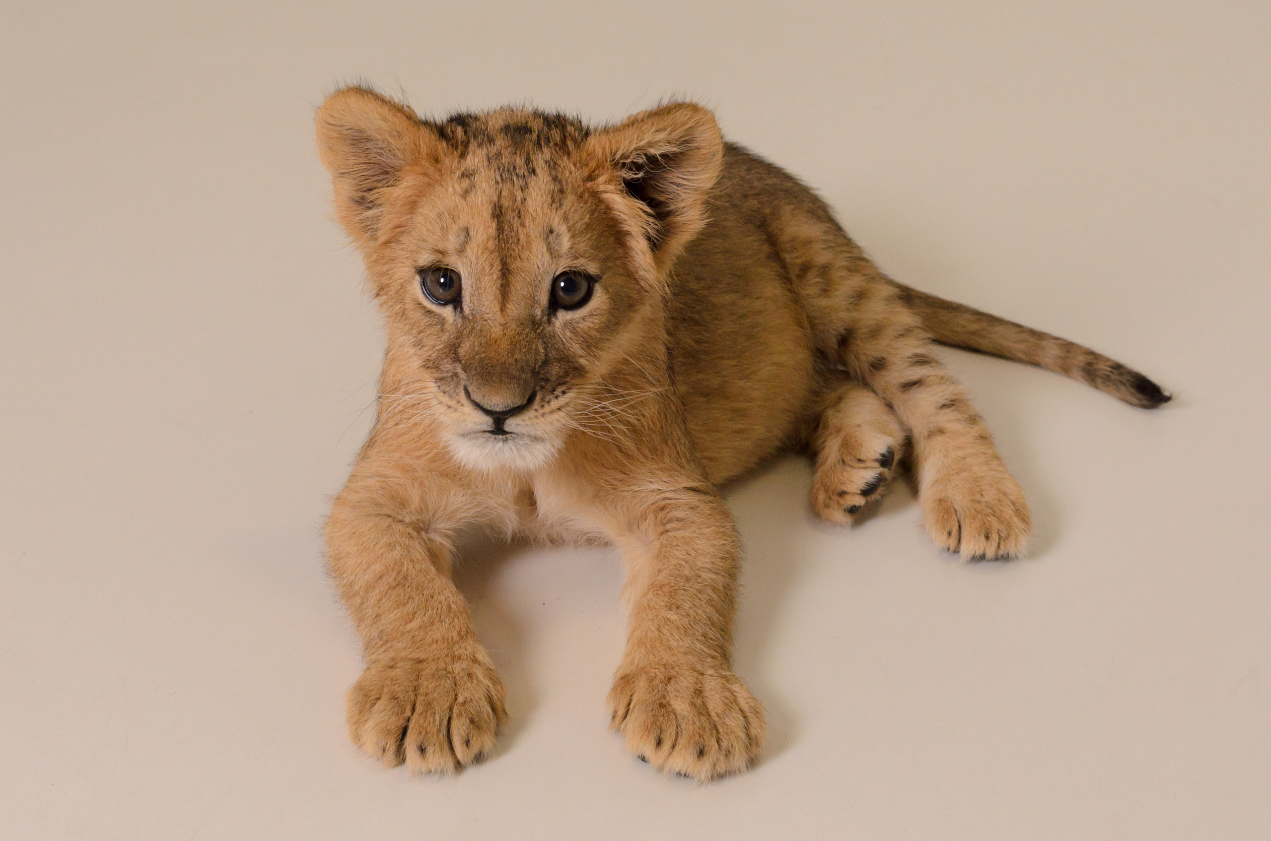 Съёмка со львицей Симоной. Фотограф, ретушёр, графический дизайнер в Петербурге Адрианова Настя