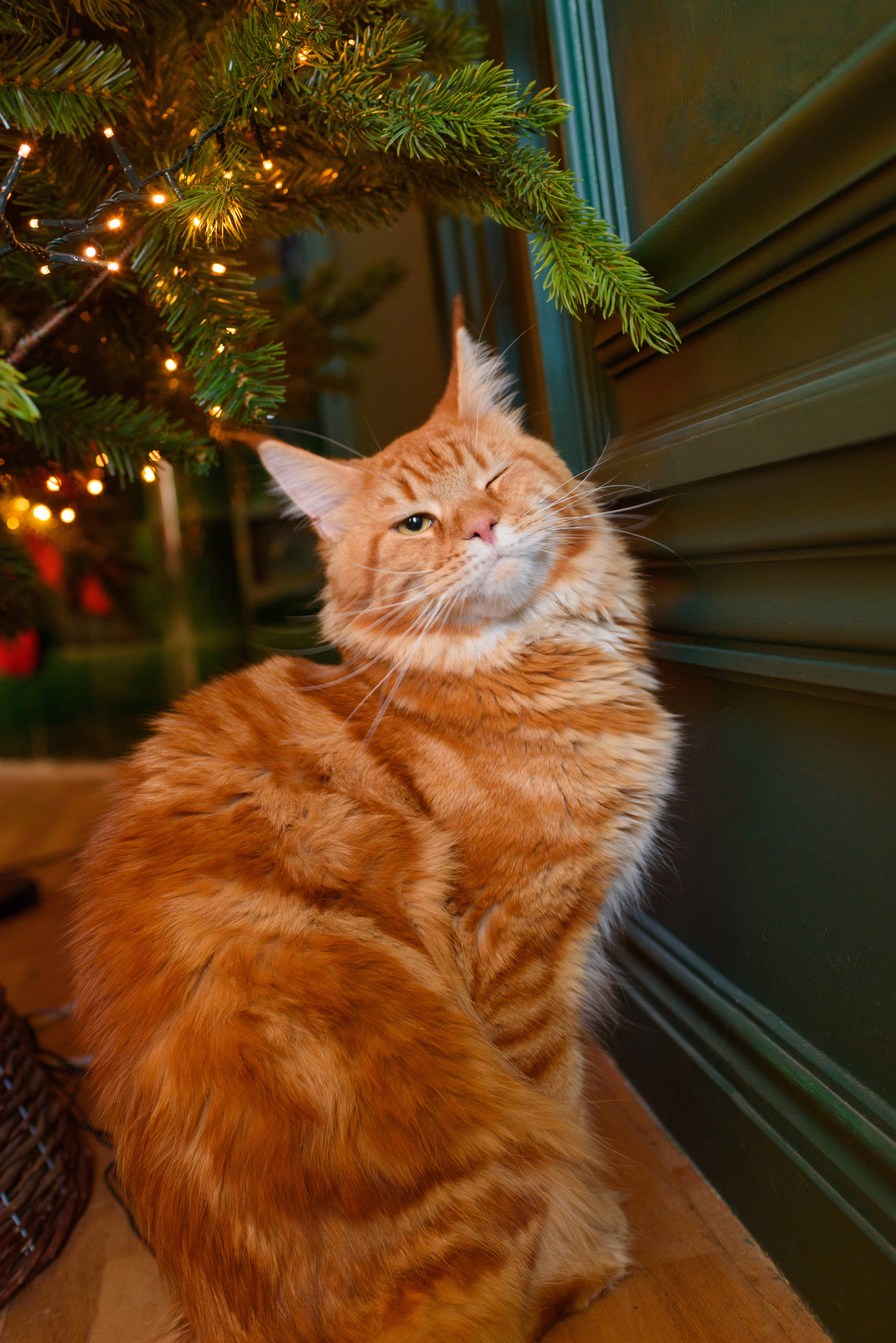 New Year с мейнкуном. Фотограф, ретушёр, графический дизайнер в Петербурге Адрианова Настя