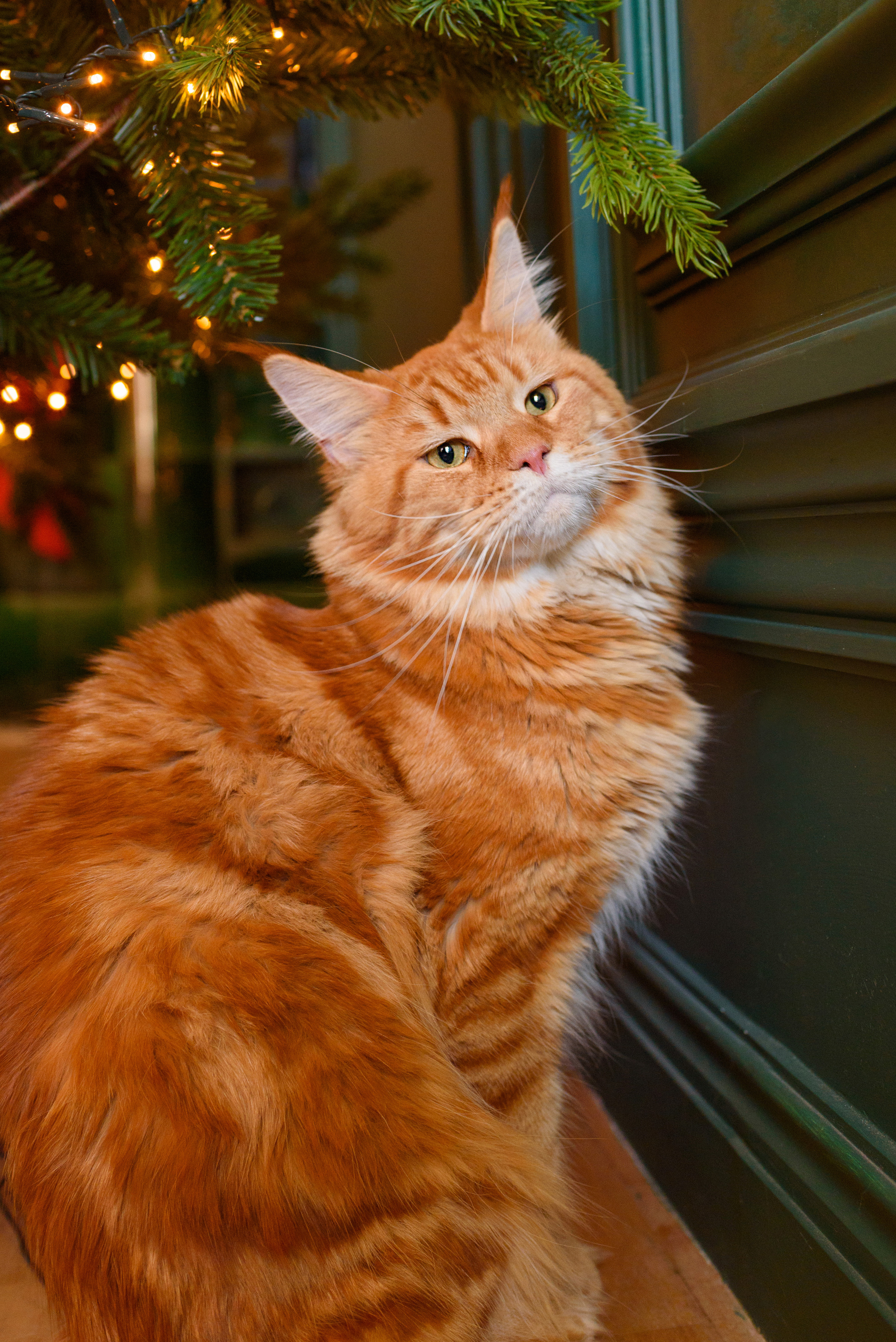 New Year с мейнкуном. Фотограф, ретушёр, графический дизайнер в Петербурге Адрианова Настя