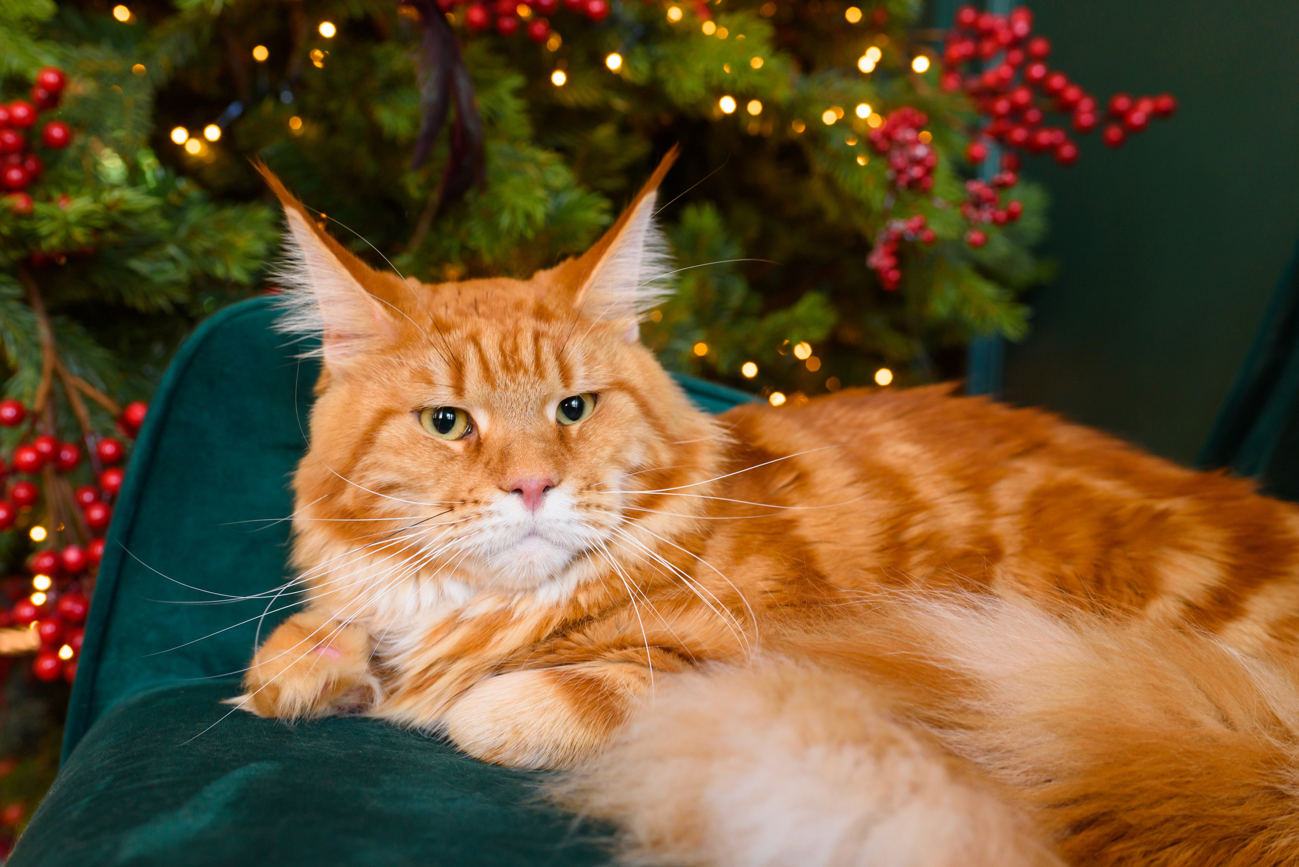 New Year с мейнкуном. Фотограф, ретушёр, графический дизайнер в Петербурге Адрианова Настя