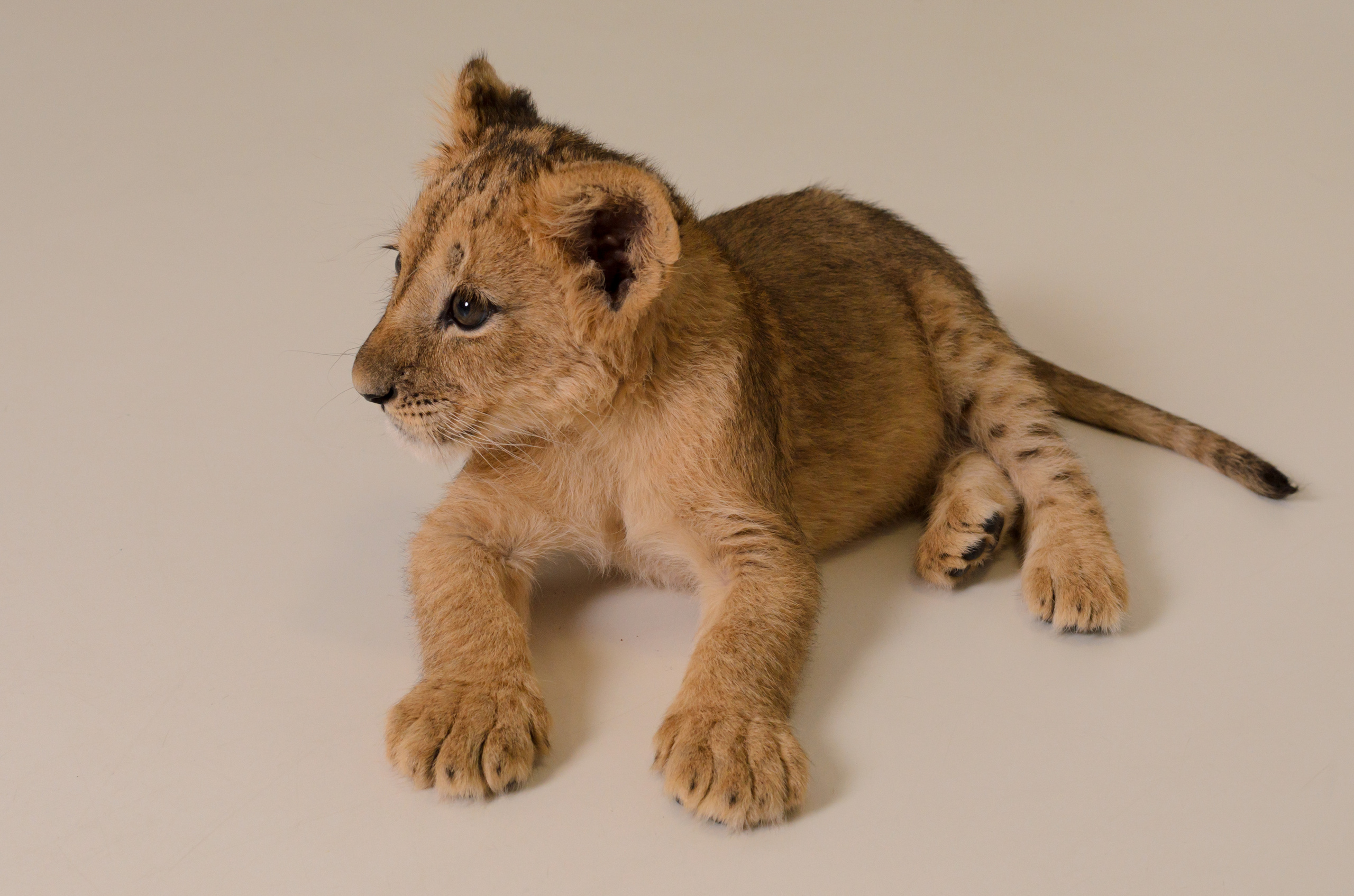 Съёмка со львицей Симоной. Фотограф, ретушёр, графический дизайнер в Петербурге Адрианова Настя