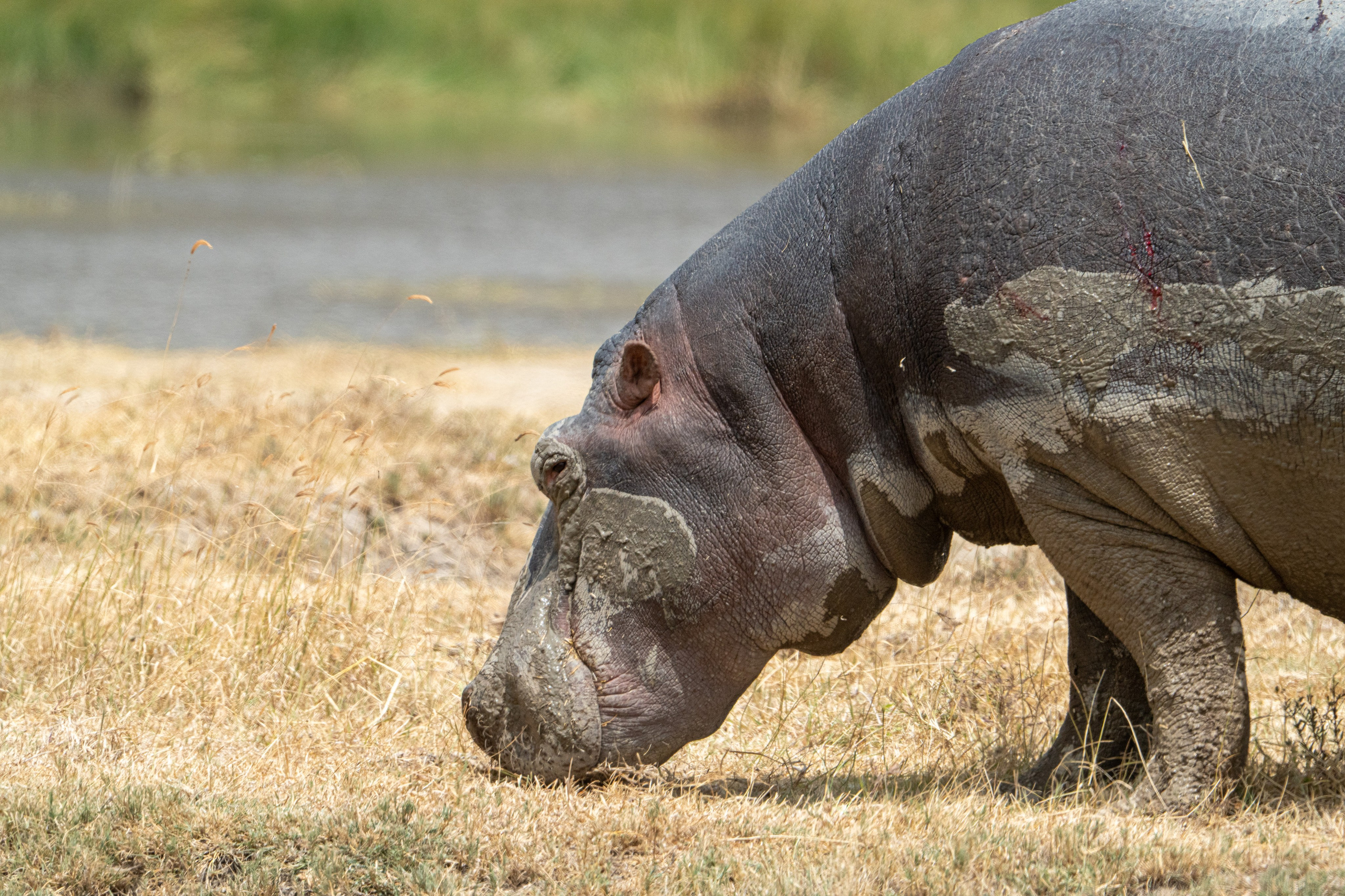 Танзания, сафари, 2025. Творческие сьемки