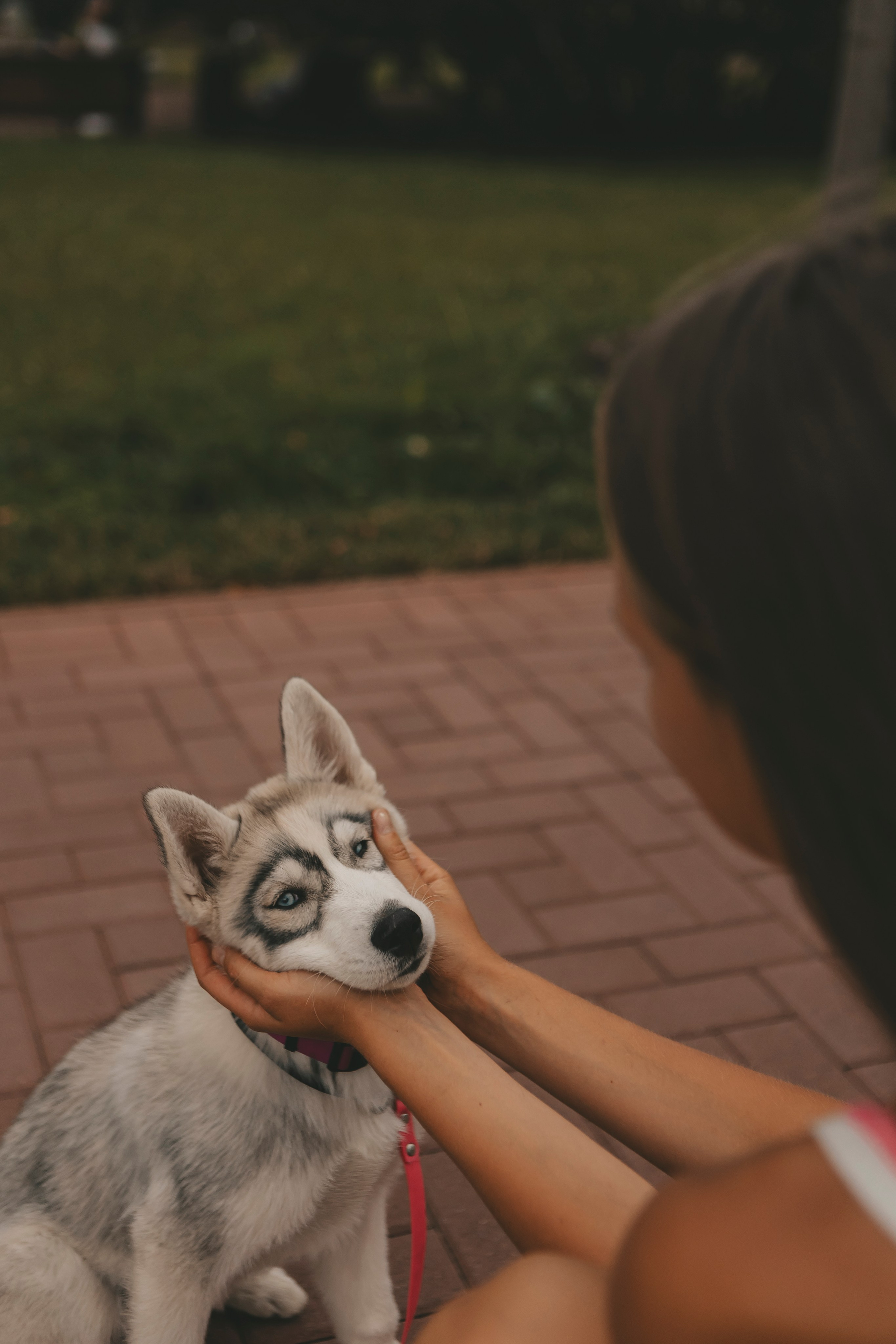 Милана и Белка. Фотограф-анималист в Санкт-Петербурге Алина Яхонт