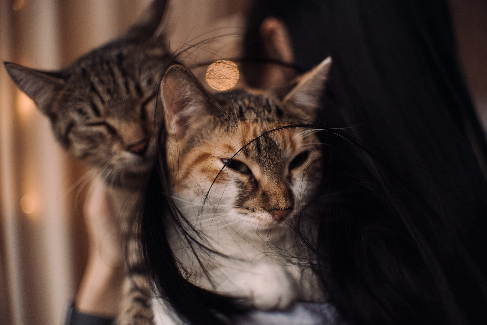 Cats: looking for a home and adopted. Photos of you and your pet