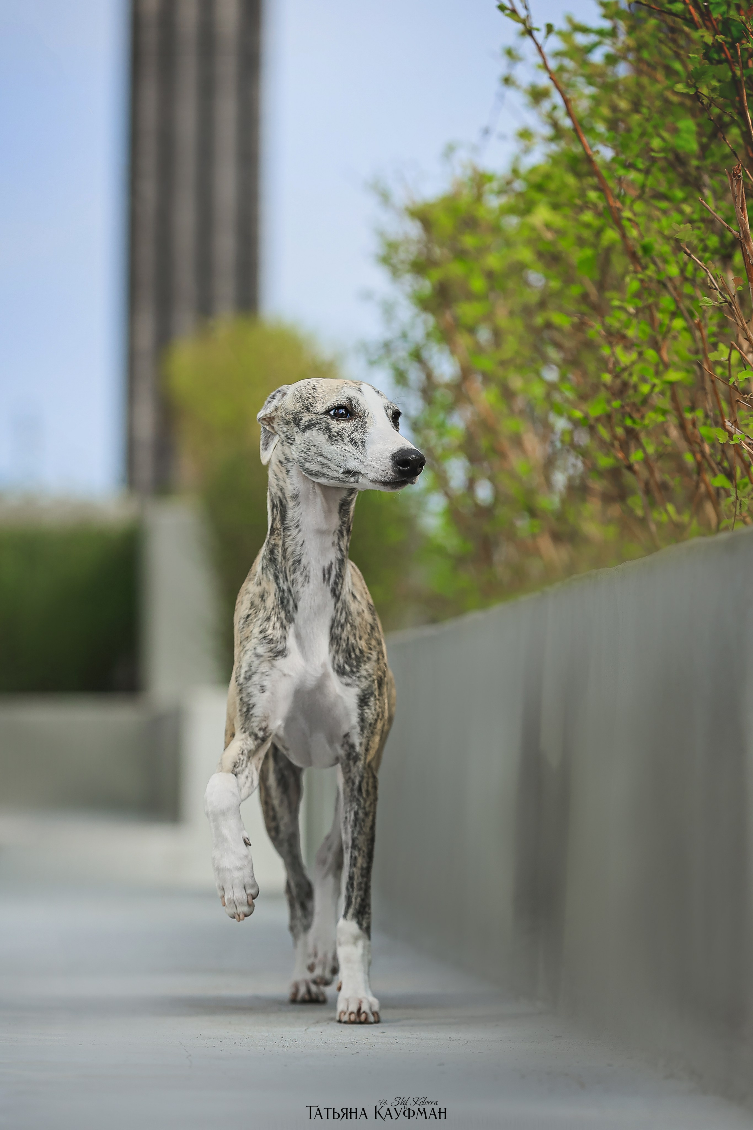 Уиппет, фотография уиппет, собака в цветах, красивая собака, фотограф анималист, фотокурс Анималистика, научиться фотографировать собак, фотограф Новосибирск