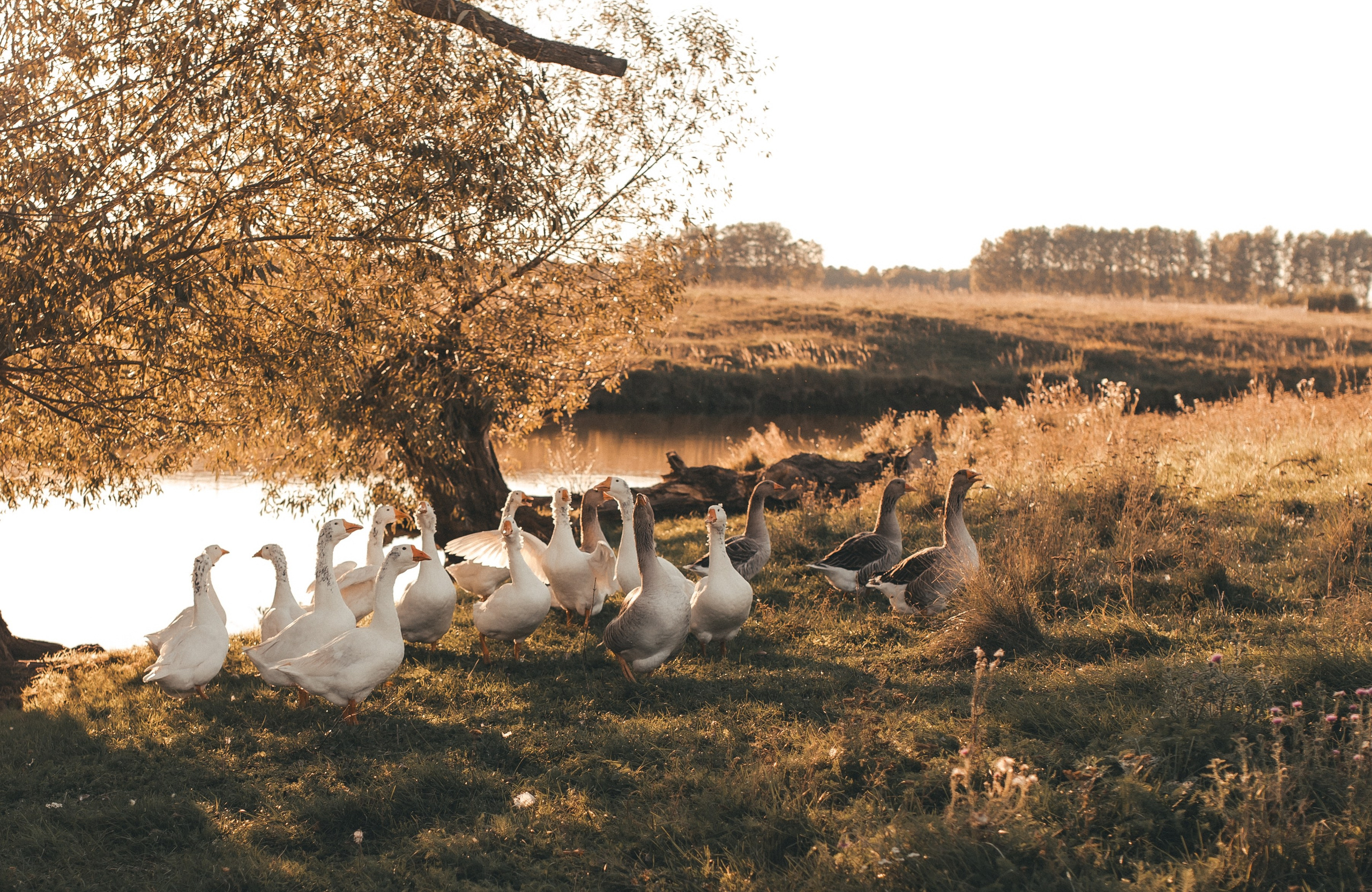 На ферме. Фотограф Юлия Хакимова / Казань/ Чистополь