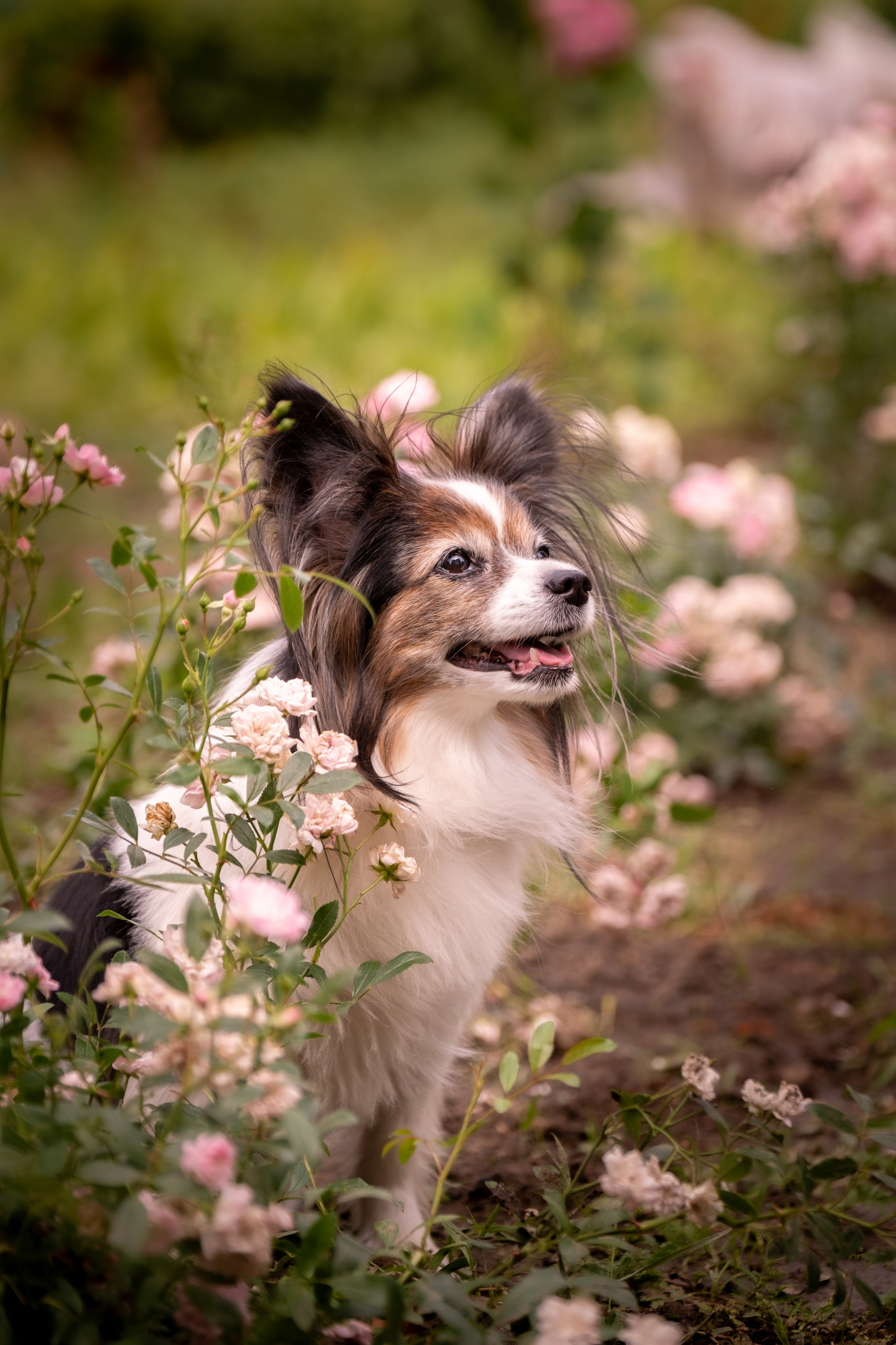 Элегантная папильон для Натальи!. Зоофотограф, фотограф животных в Москве и области Дина Дамоцева