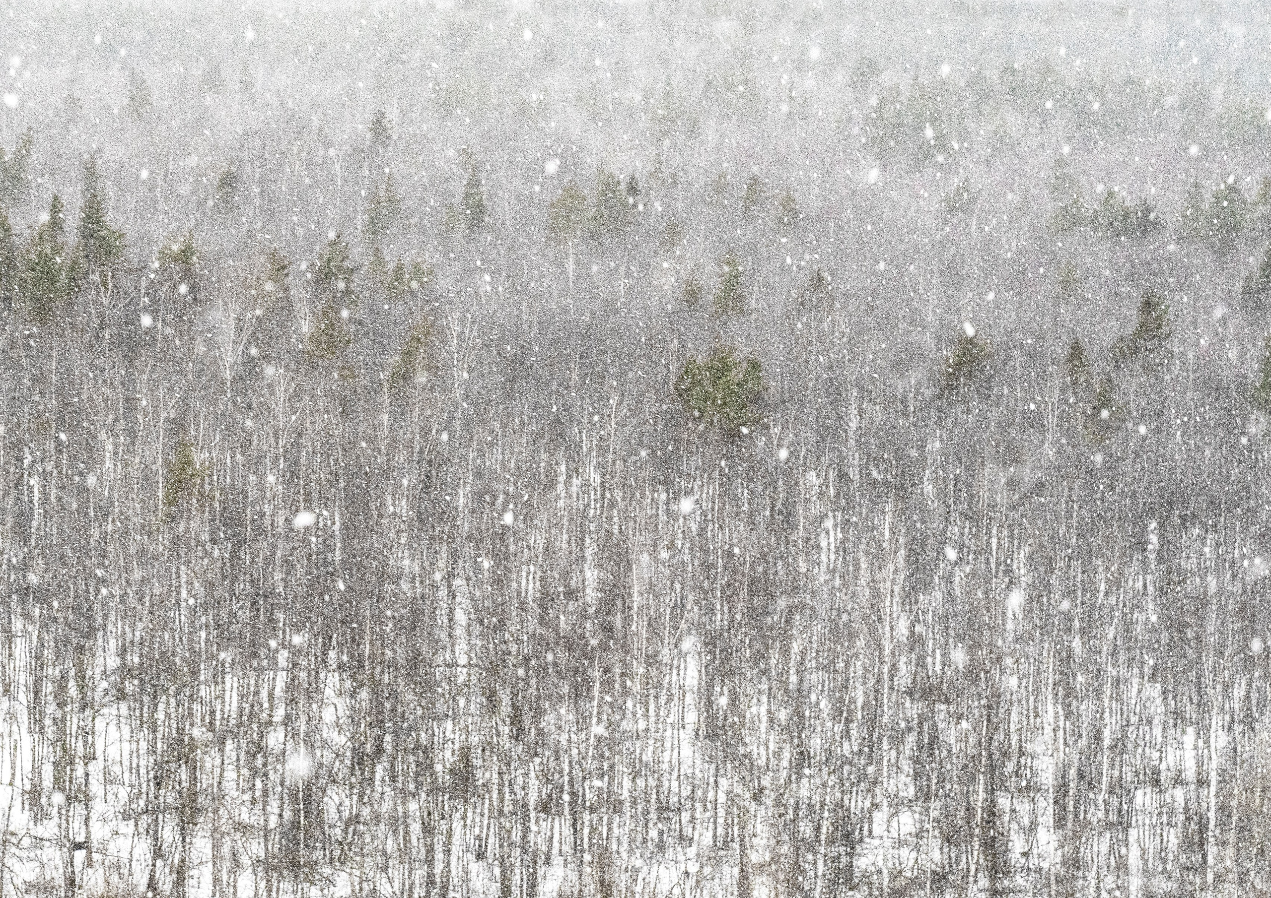 Кто сломал снеговика?. Наталья Орешина документальный и арт-фотограф из Санкт-Петербурга