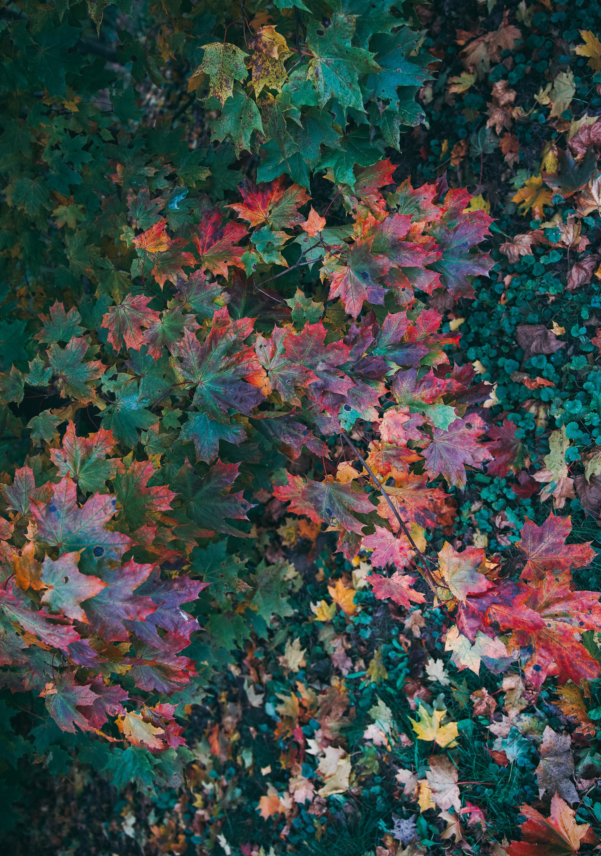 Осень 2025. Фотограф из Москвы — DASHA NOVA | Авторская фотография в разных жанрах