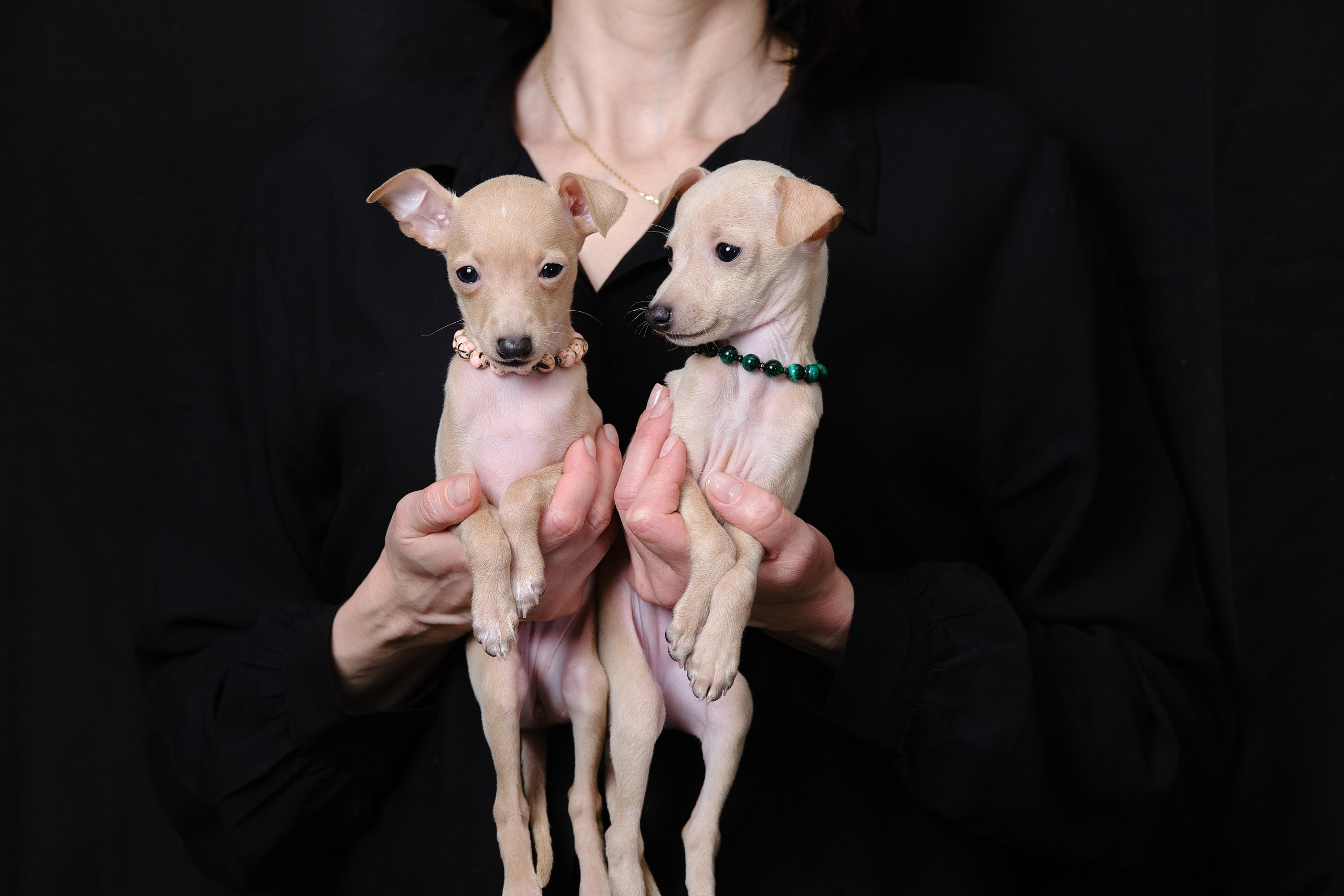 Кремовые детки. Профессиональный питомник левреток РКФ/FCI ASTI SAPPHIRE 💎 Сочи|Санкт-Петербург