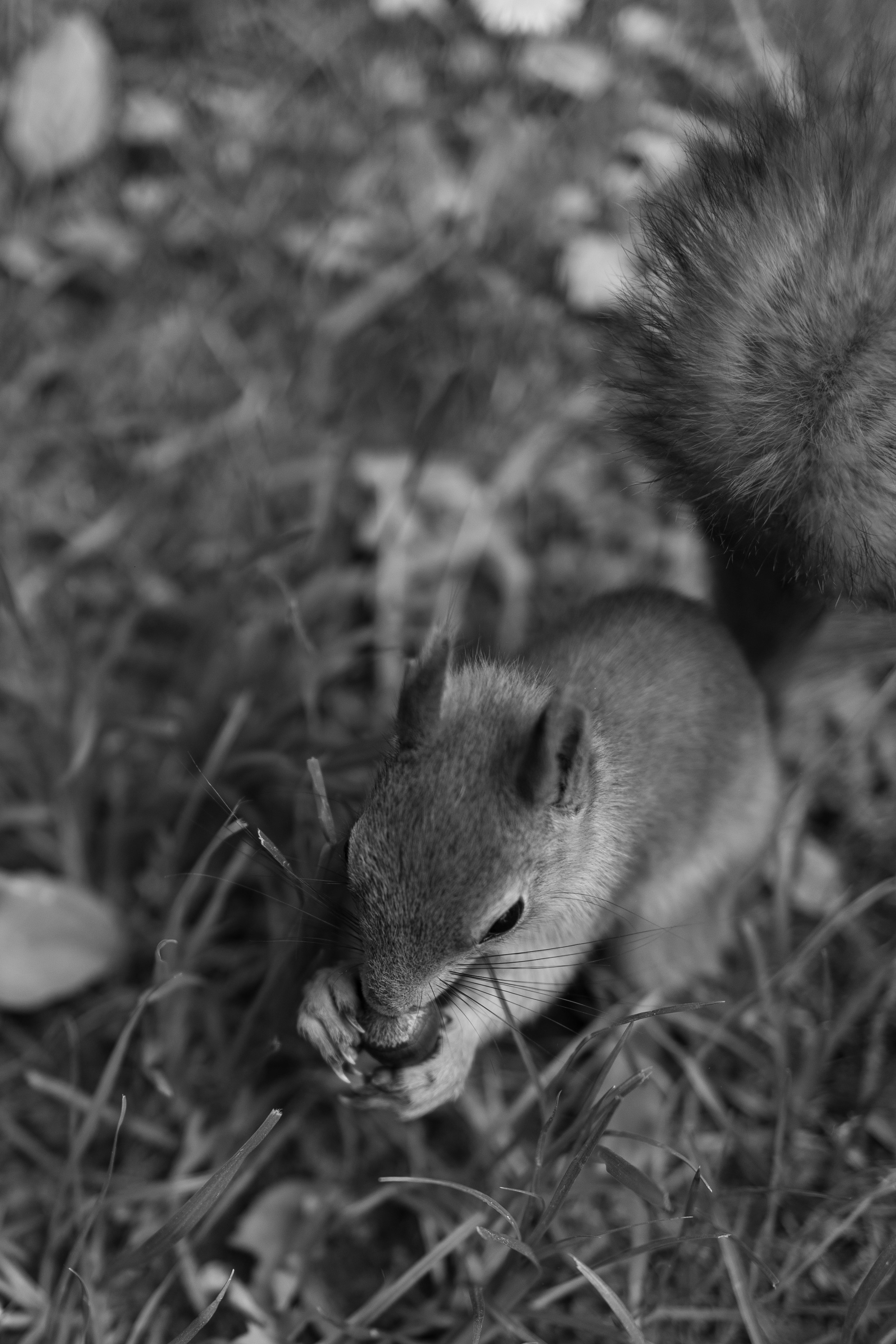Алина и Дима. Свадебный и семейный фотограф Тина Ленина Москва/Санкт-Петербург