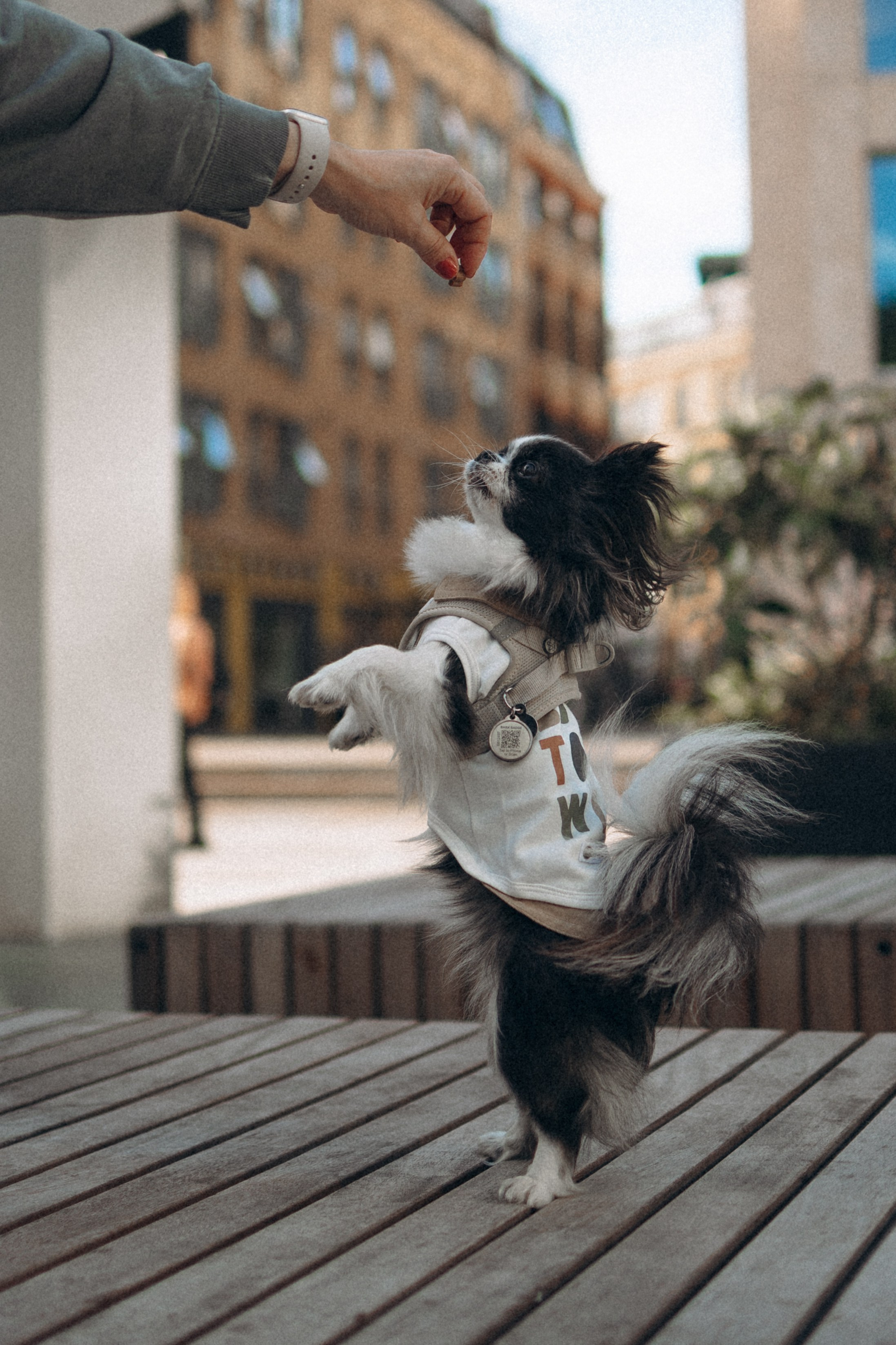 Кристина, Тия и Тедди. Фотораф — анималист Мария Шистка