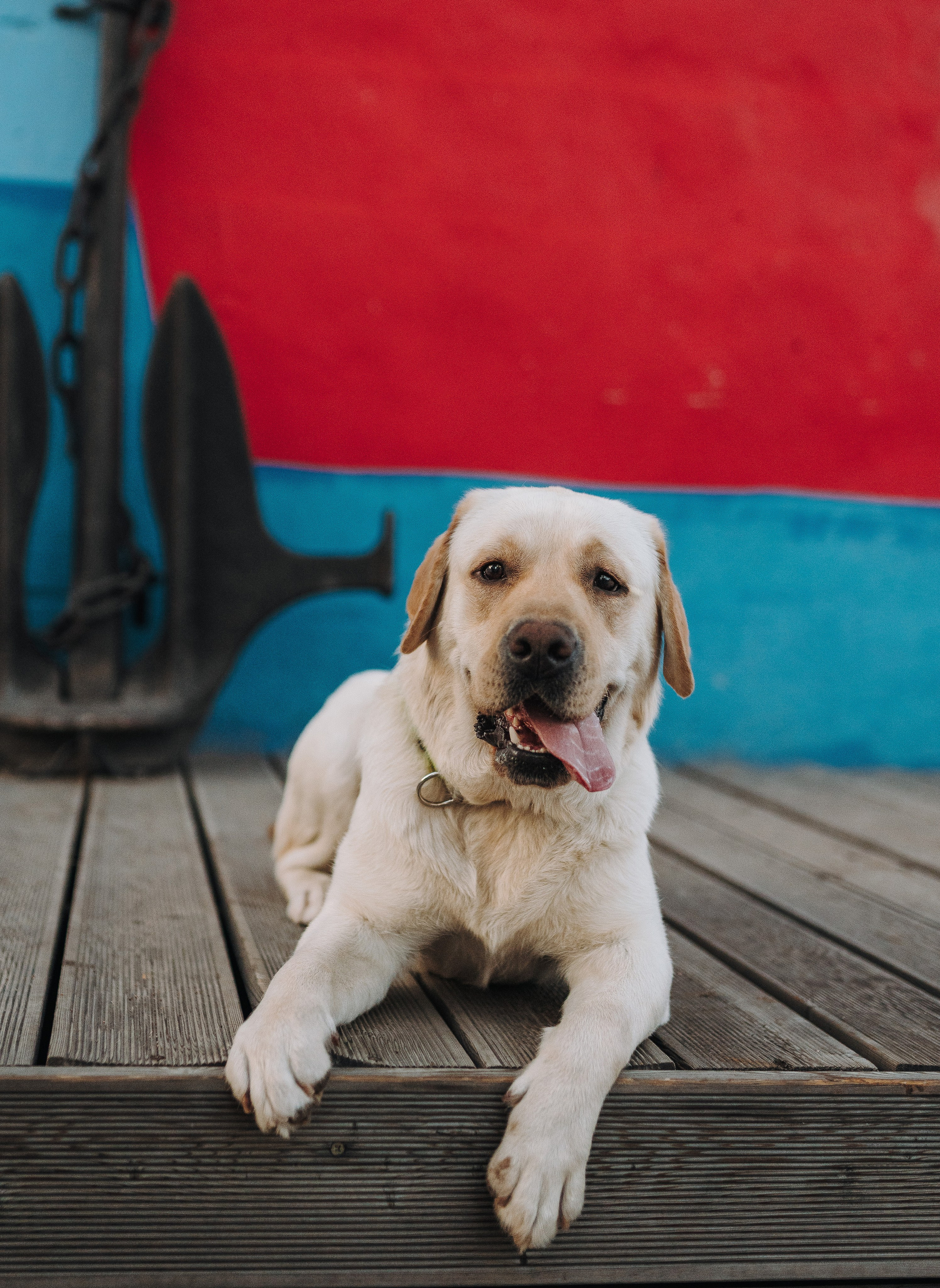 Фотосъёмка с вашими питомцами. Фотограф анималист в Спб недорого Олеся Майорова