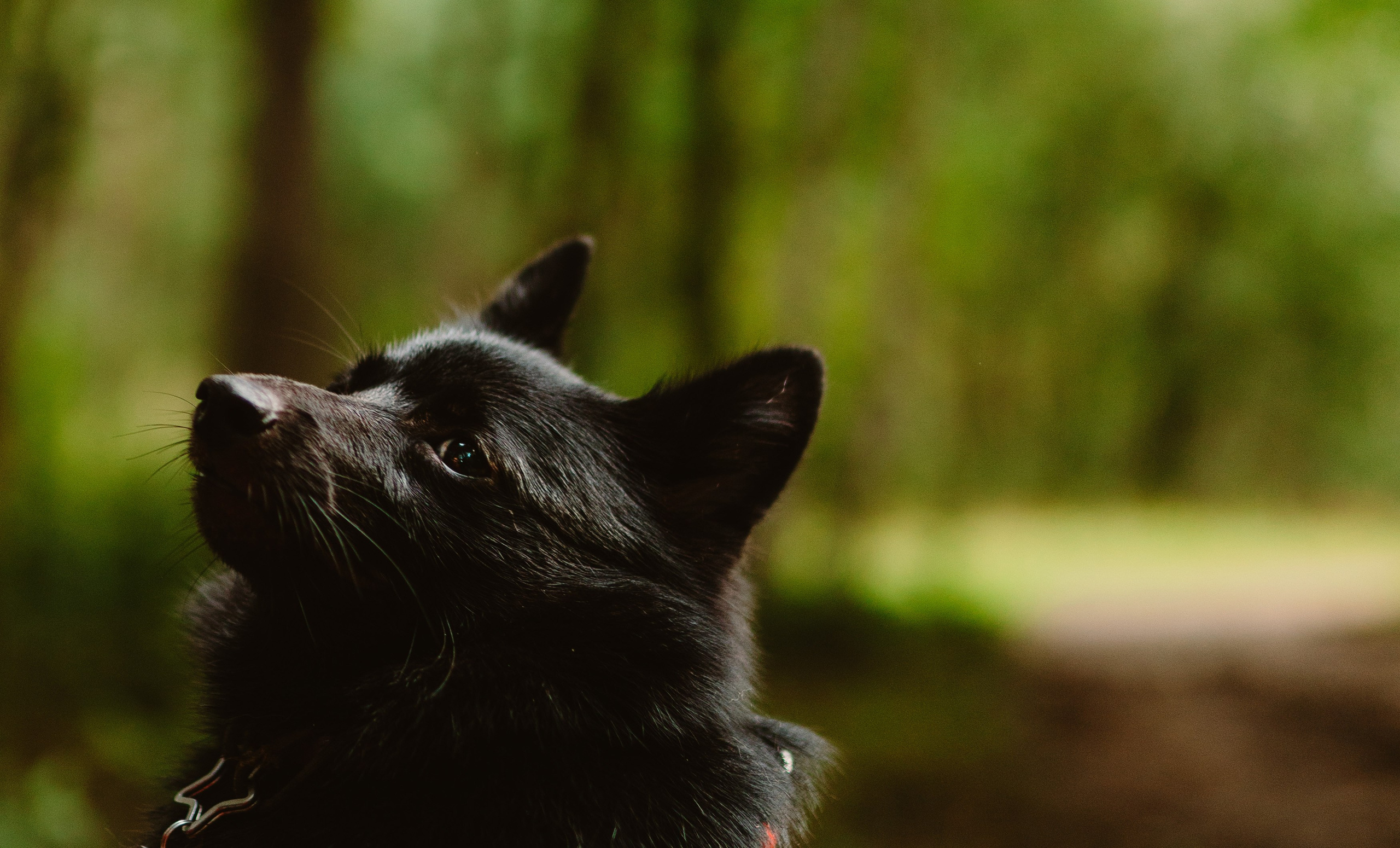 Евгения и Акула. Фотограф анималист в Спб недорого Олеся Майорова